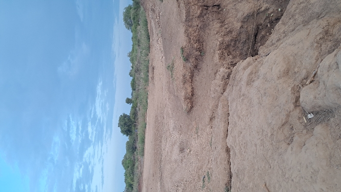 The scene depicts an eroded, semi-arid landscape located in Walu, Kenya. The foreground and midground feature dry, light brown to reddish-brown earth deeply incised by erosion, characterized by numerous cracks, undulations, and a significant gully running diagonally towards the lower right. Sparse, low-lying green vegetation dots the terrain in isolated patches. In the background, a dense line of green trees and scrubland marks the horizon. The sky overhead is a pale blue with scattered greyish-white clouds. No individuals, active subjects, or overt man-made objects are visible within the frame.