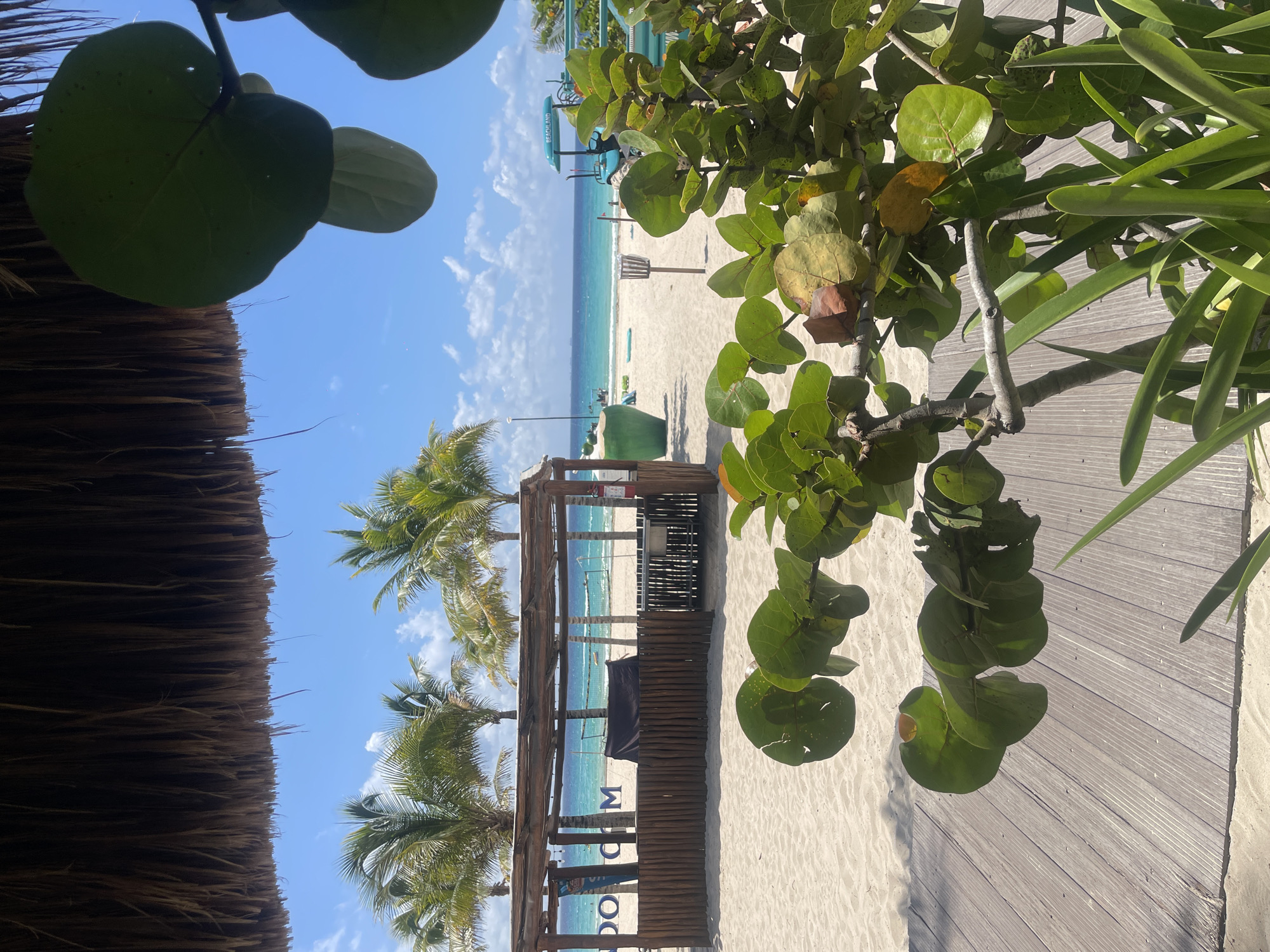 The image depicts a beach scene in Playa del Carmen, Mexico. The view is partially obstructed by foliage in the foreground, including the leaves of a sea grape tree. A thatched roof structure is visible to the left. Palm trees line the beach, leading to a covered structure with "MOOD ROOM" visible. The beach is sandy white, and the ocean is turquoise, fading into a light blue sky with scattered clouds. A lifeguard tower is visible on the beach. A wooden walkway is present.