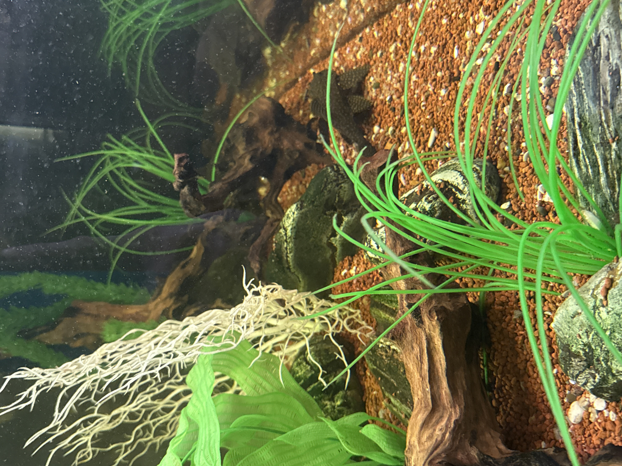The image depicts an aquarium scene. The bottom of the tank is covered in small, reddish-brown gravel. There are several pieces of dark-colored driftwood, some covered in algae or moss. Bright green, plastic plant decorations are scattered throughout the tank, including some that are blade-shaped and some with thin, string-like fronds. There is also a white, root-like decoration among the foliage. A plecostomus fish can be seen on the right side of the gravel. The background is dark, reflecting the light from the room into the tank.
This scene is not in the city of Moscow, Russia.