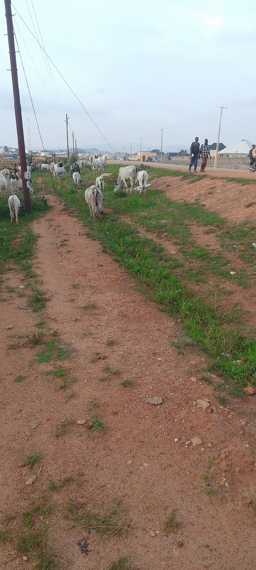 The image depicts a rural or semi-rural setting with a dirt path winding through a grassy area. A herd of white cattle is scattered across the scene, some grazing, others standing. In the background, there are buildings, utility poles with wires, and a few people walking. Two men are walking on a paved road in the middle ground, and another person is visible on a motorcycle in the far right. The sky is overcast. The overall impression is a tranquil, everyday scene in a location where livestock and human activity coexist.