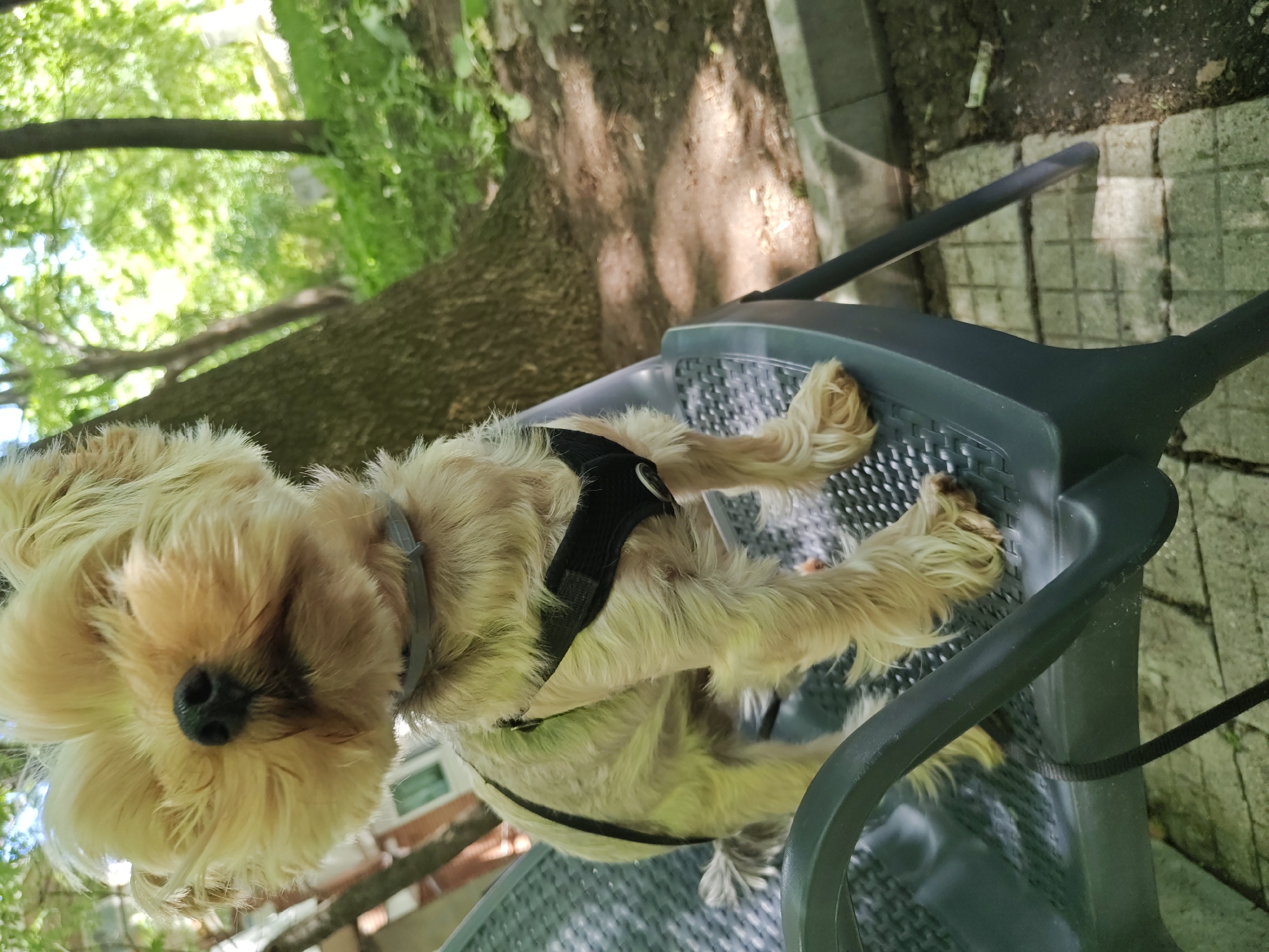 A tan-colored Yorkshire Terrier dog wearing a gray collar and a black harness is lying on a gray plastic chair in an outdoor setting. The chair is situated on a paved surface. A tree is visible in the background, suggesting a park or garden location. The image may be taken in Sofia, Bulgaria.