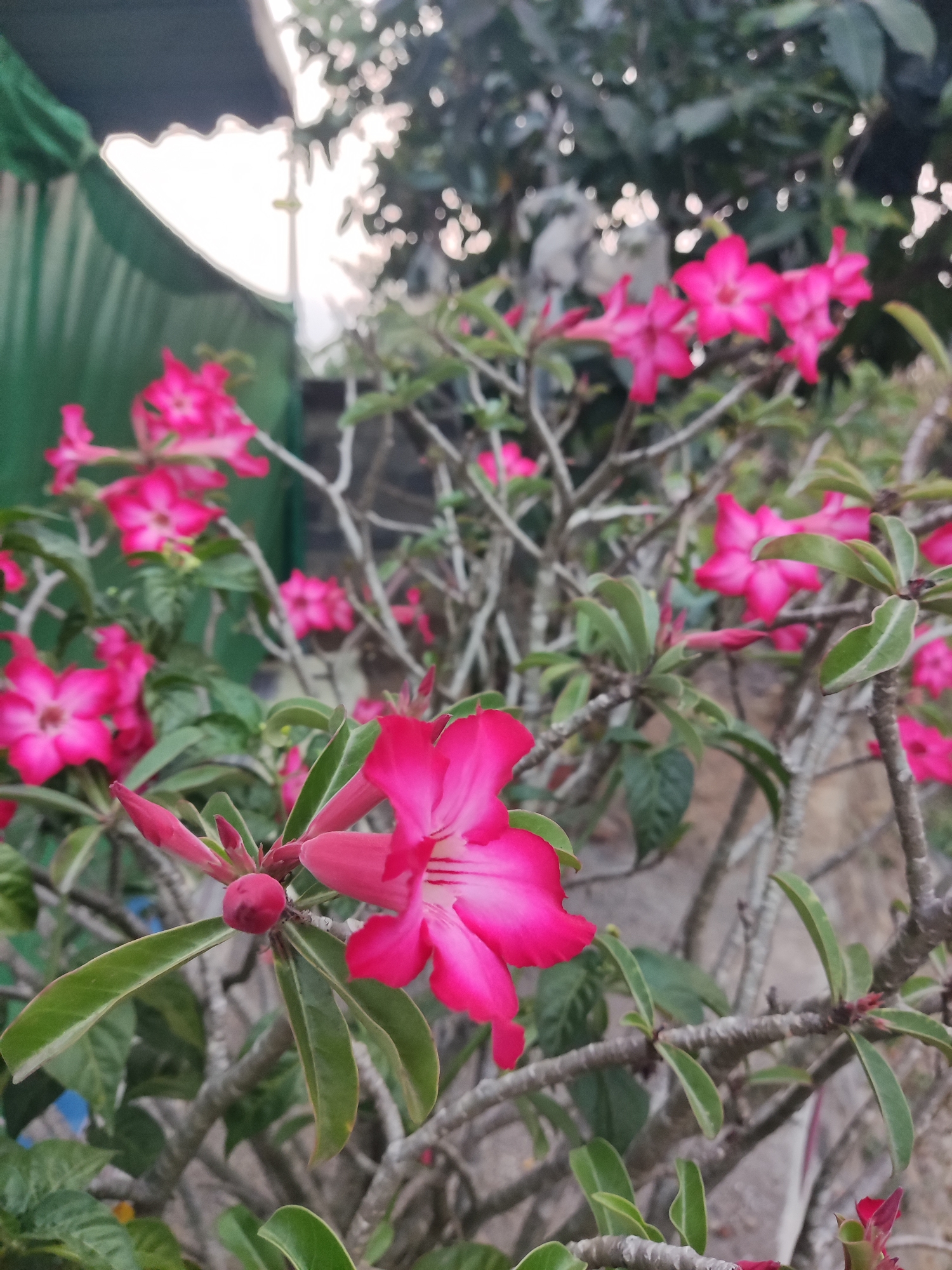 The image shows a close-up of a flowering plant with vibrant pink desert rose flowers. The flowers have five petals and are in various stages of bloom, with some buds also visible. The plant has green, leathery leaves and gnarled branches. In the background, out of focus, are glimpses of what appears to be an outdoor setting, possibly a garden or yard, with greenery and a structure covered by a green tarp. The lighting suggests it might be daytime, possibly late afternoon or early morning due to the soft light. No people or specific landmarks are visible to confirm the location in Ngentrong, Indonesia, though the plant itself is commonly found in tropical and subtropical regions.
