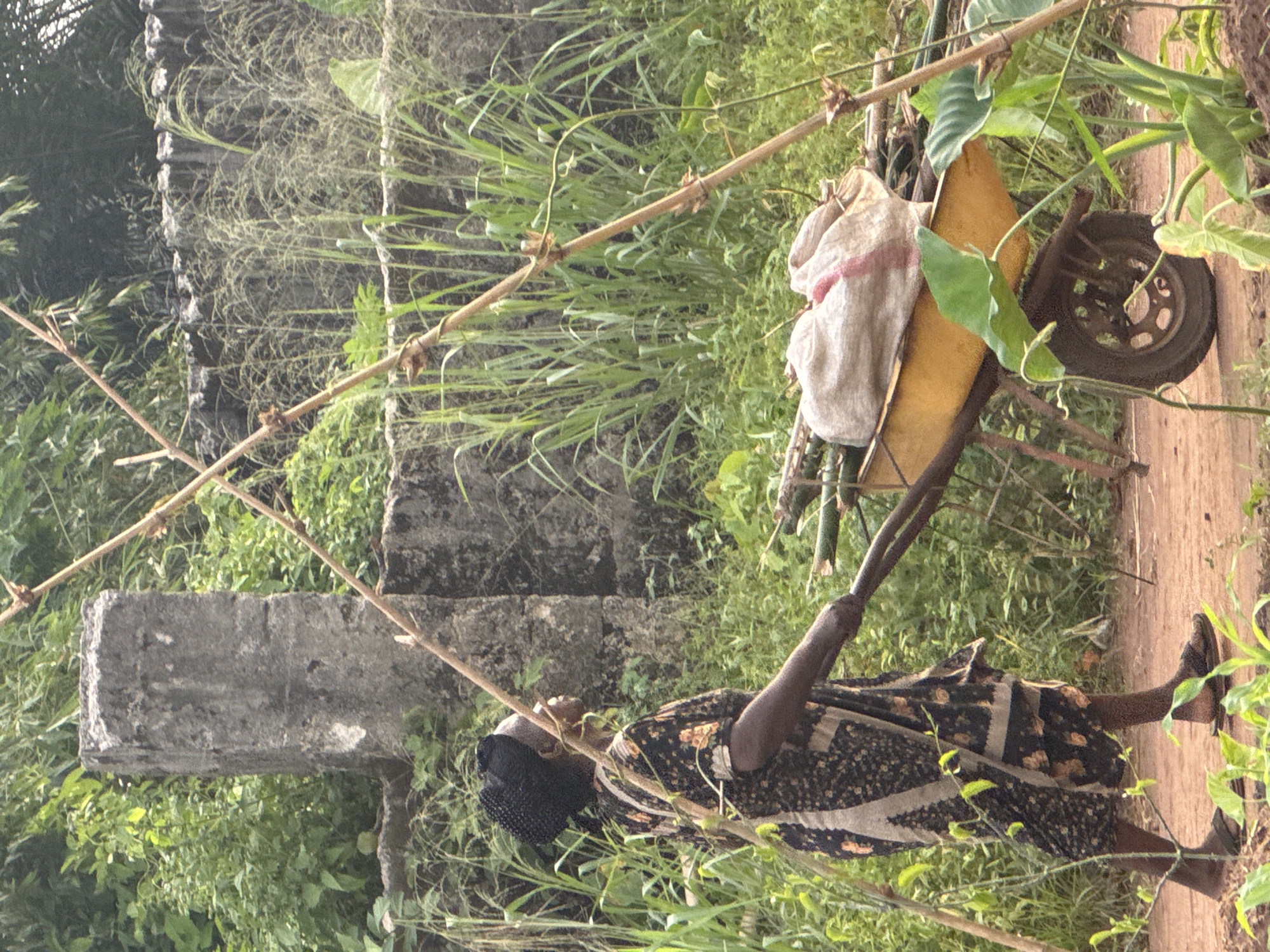 In a rural area of Aboh, Nigeria, an adult female wearing a patterned dress and a black head covering is pulling a wheelbarrow loaded with a white and red striped sack, green plants, and large green leaves. The woman is walking along a narrow dirt path lined with tall green grass and other vegetation. To the left of the woman, there is a concrete structure. Bamboo sticks are also present in the foreground.