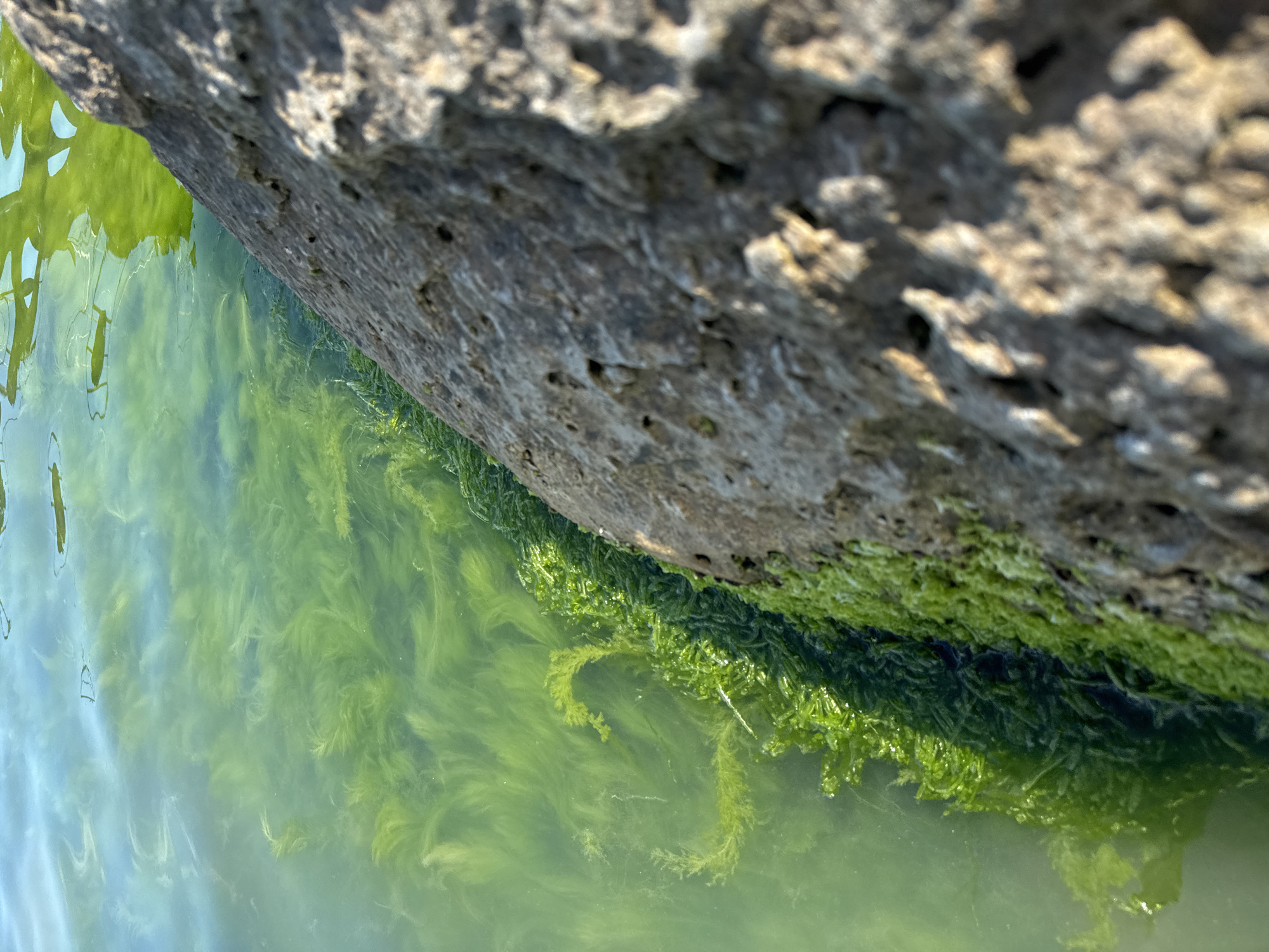The image shows a close-up view of a rocky shoreline with green algae in the water. The water is clear and reflects the sky. The rock is rough and textured, with several holes and crevices. The algae is dense and appears to be growing along the base of the rock. The lighting suggests it is daytime, with the sun casting shadows. The scene is likely a natural environment, possibly the coast of the Black Sea near Odesa, Ukraine, given the context. No people or specific actions are depicted.