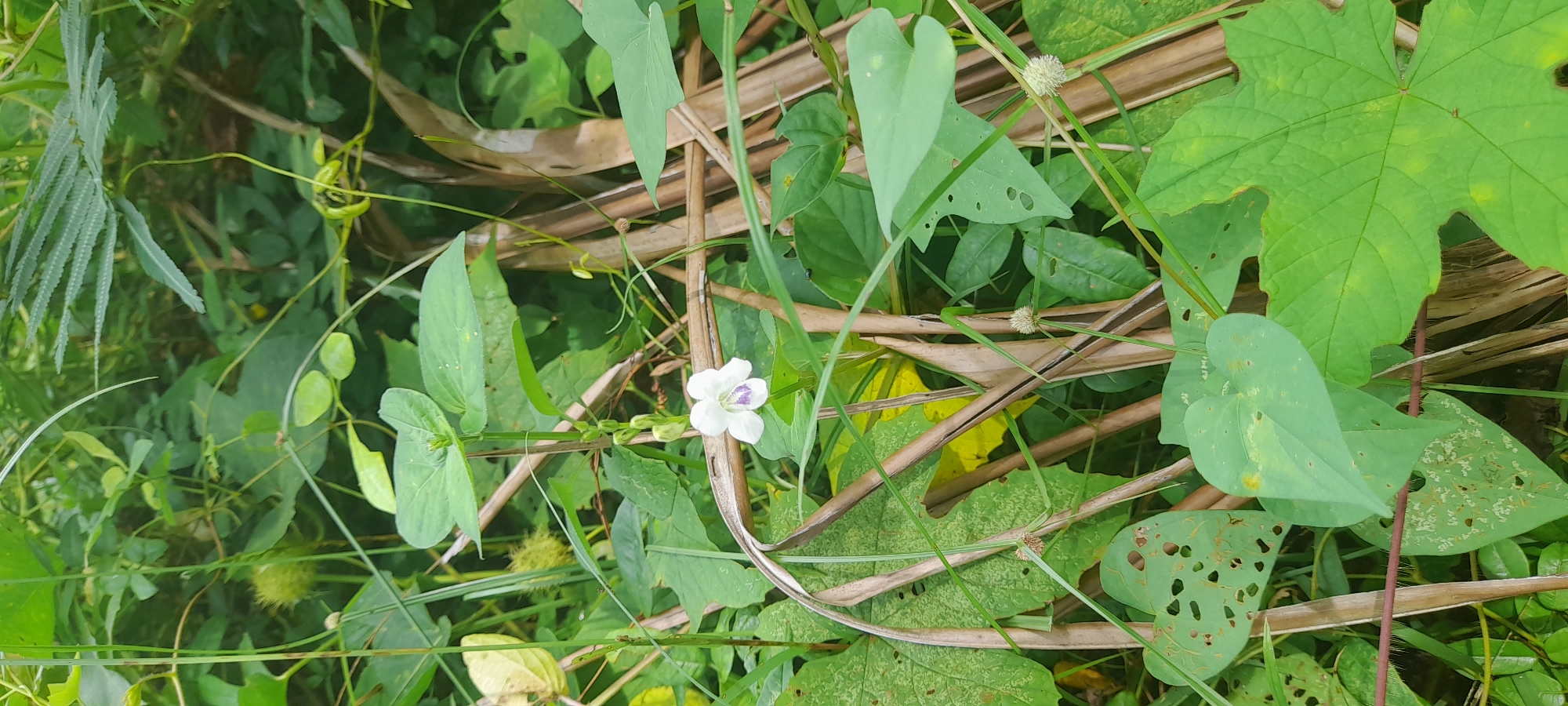 The image depicts a patch of vegetation in Buketteukuh, Indonesia. A white flower with purple markings is prominently visible in the center of the frame, surrounded by various green leaves, grasses, and dried brown stalks. Some of the leaves exhibit holes or damage. The overall impression is one of a natural, overgrown area.
