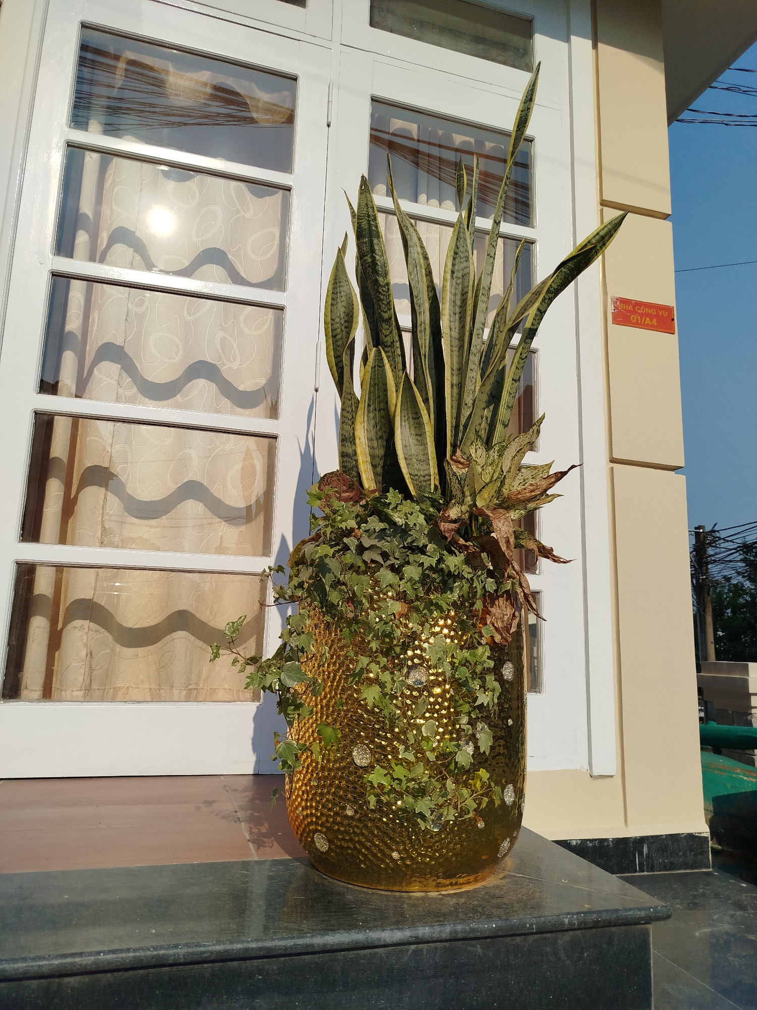 The image presents an exterior view of a building in Da Lat, Vietnam, focusing on a large potted plant situated on a dark, polished stone step. The planter is golden, cylindrical, and features a prominent dimpled texture that reflects light. It contains multiple plant species: tall, variegated Sansevieria (snake plant) leaves extend upwards, while green ivy with lighter accents trails down the sides of the pot. Some dried, brownish foliage is visible beneath the Sansevieria.
To the left, a white-framed glass door or window unit, divided into six rectangular panes, reveals light-colored curtains with a distinctive wavy pattern behind the glass. Direct sunlight creates a bright, circular reflection on one of the window panes and casts wavy shadows onto the curtains. To the right of the window, the building wall is painted a light cream color. A rectangular red plaque with white text, reading "NHÀ CÔNG VỤ 01/A4", is affixed to this wall. The lower section of the cream wall has a dark, possibly black, plinth. The upper right portion of the background shows a clear blue sky, partially traversed by overhead utility wires, with a distant utility pole and some faint trees visible. No individuals are present in the scene.