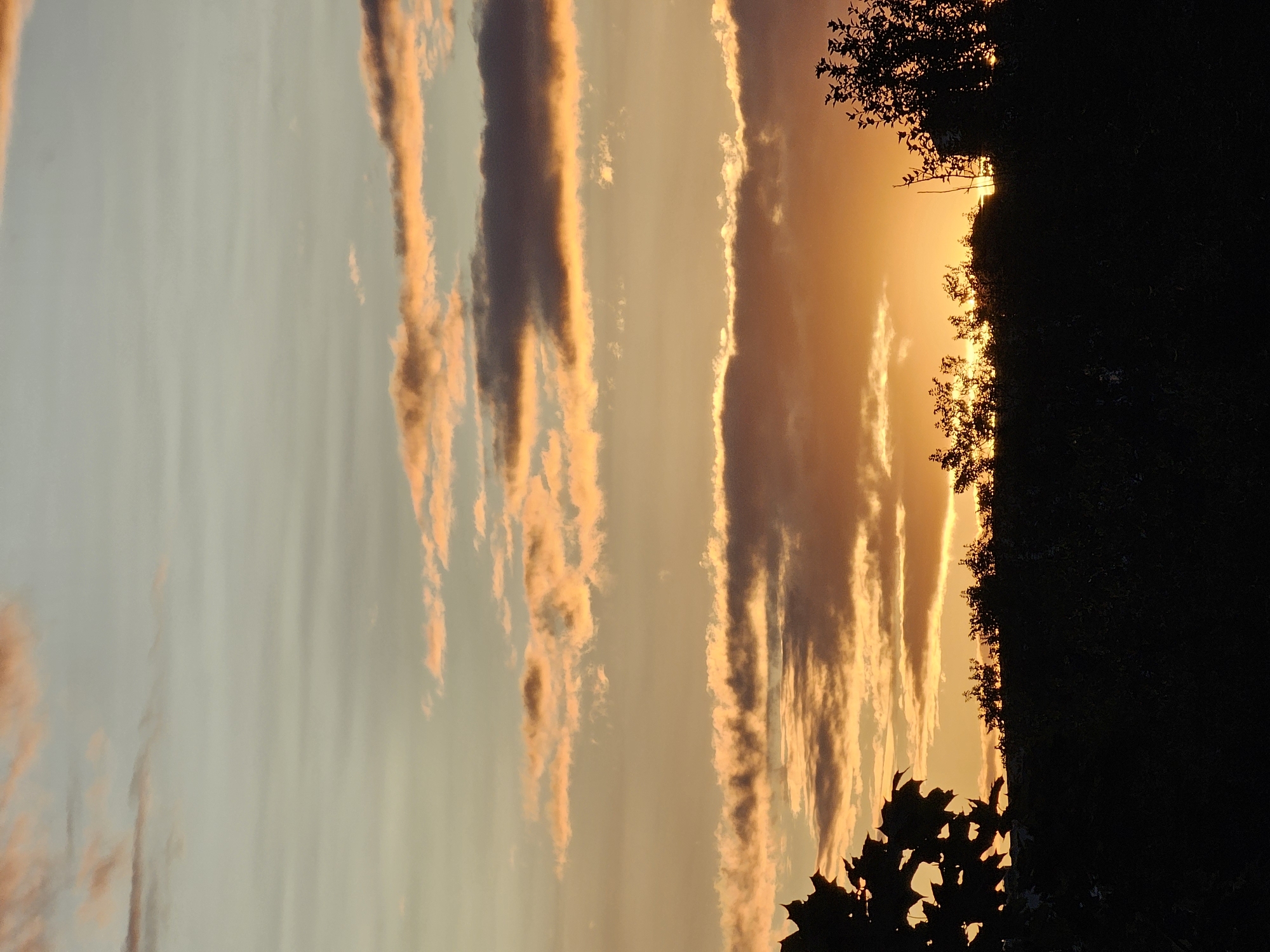 The image captures a vibrant sunset over Khimki, Russia. Silhouetted against the fiery sky are dark masses of trees and foliage, suggesting a rural or park-like setting. The sky is a tapestry of color, with bands of pale blue transitioning to warm oranges and pinks, illuminated by the setting sun. Wispy clouds, tinged with the same sunset hues, streak across the horizon, adding depth and texture to the celestial display. The overall impression is one of natural beauty and tranquility as day gives way to night.