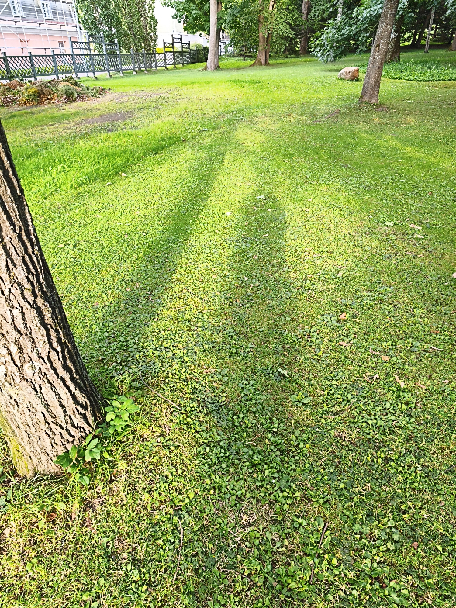 The image depicts a park area with a grassy lawn and several trees. In the foreground, the trunk of a large tree is visible on the left side, casting a shadow onto the lawn. The shadow of another tree and possibly a person is cast across the middle of the lawn. The background shows more trees, a building with windows and scaffolding, and a wooden lattice fence. The scene appears to be in an urban park setting, given the presence of the building and fence. The image was taken in Tallinn, Estonia.