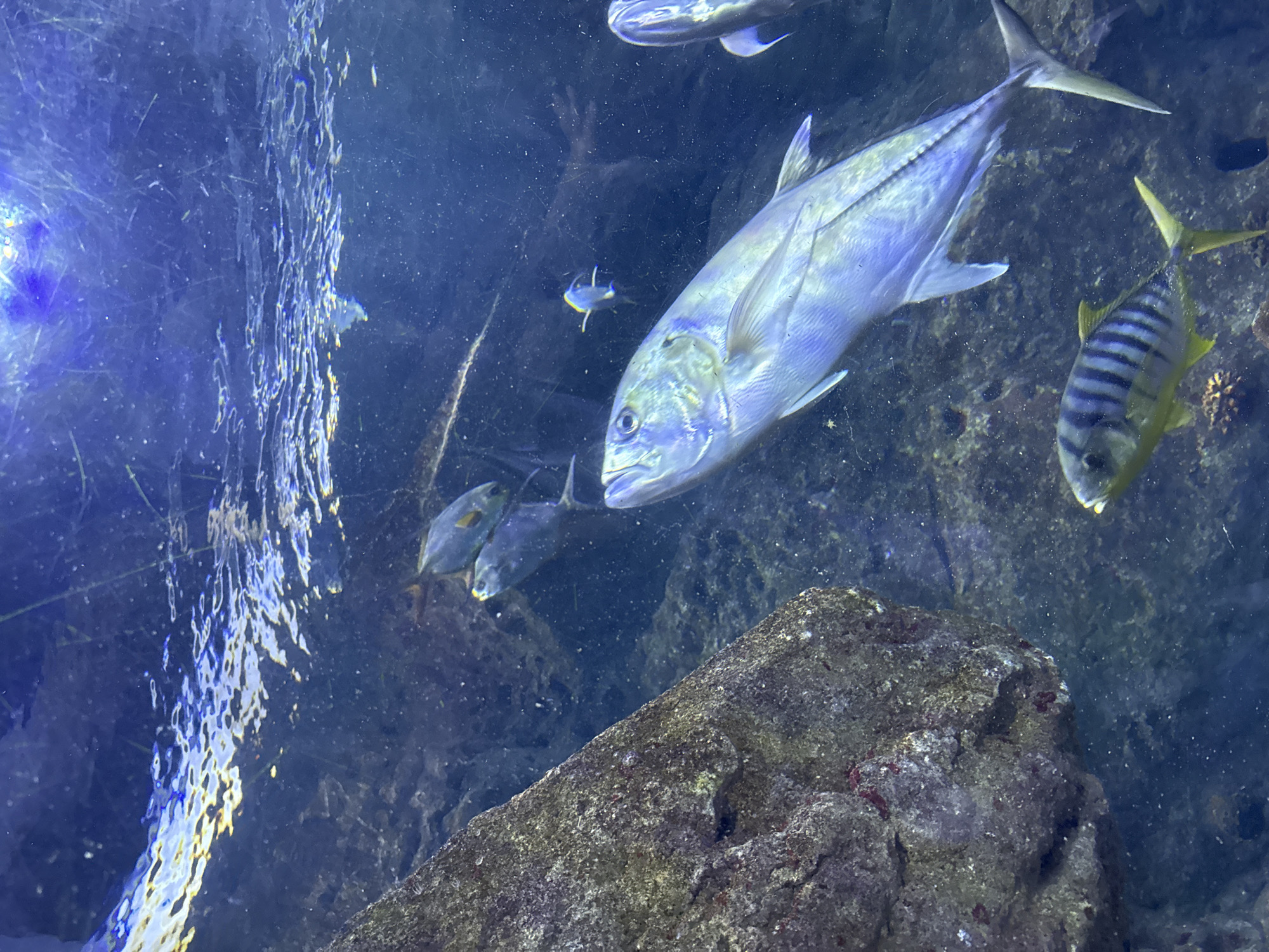 The image shows an underwater scene within an aquarium. Several fish are visible, swimming in murky blue water. In the foreground, a large, silver-toned fish with a long body is swimming towards the right. Below and to the left of this large fish is a smaller fish with distinctive black and yellow stripes. In the background, two more fish are swimming near a rocky outcrop on the left side of the image. The water surface is visible at the top, with light reflecting off its ripples. The environment appears to be an artificial habitat, likely in an aquarium, designed to mimic a natural marine setting with rocks and aquatic life.