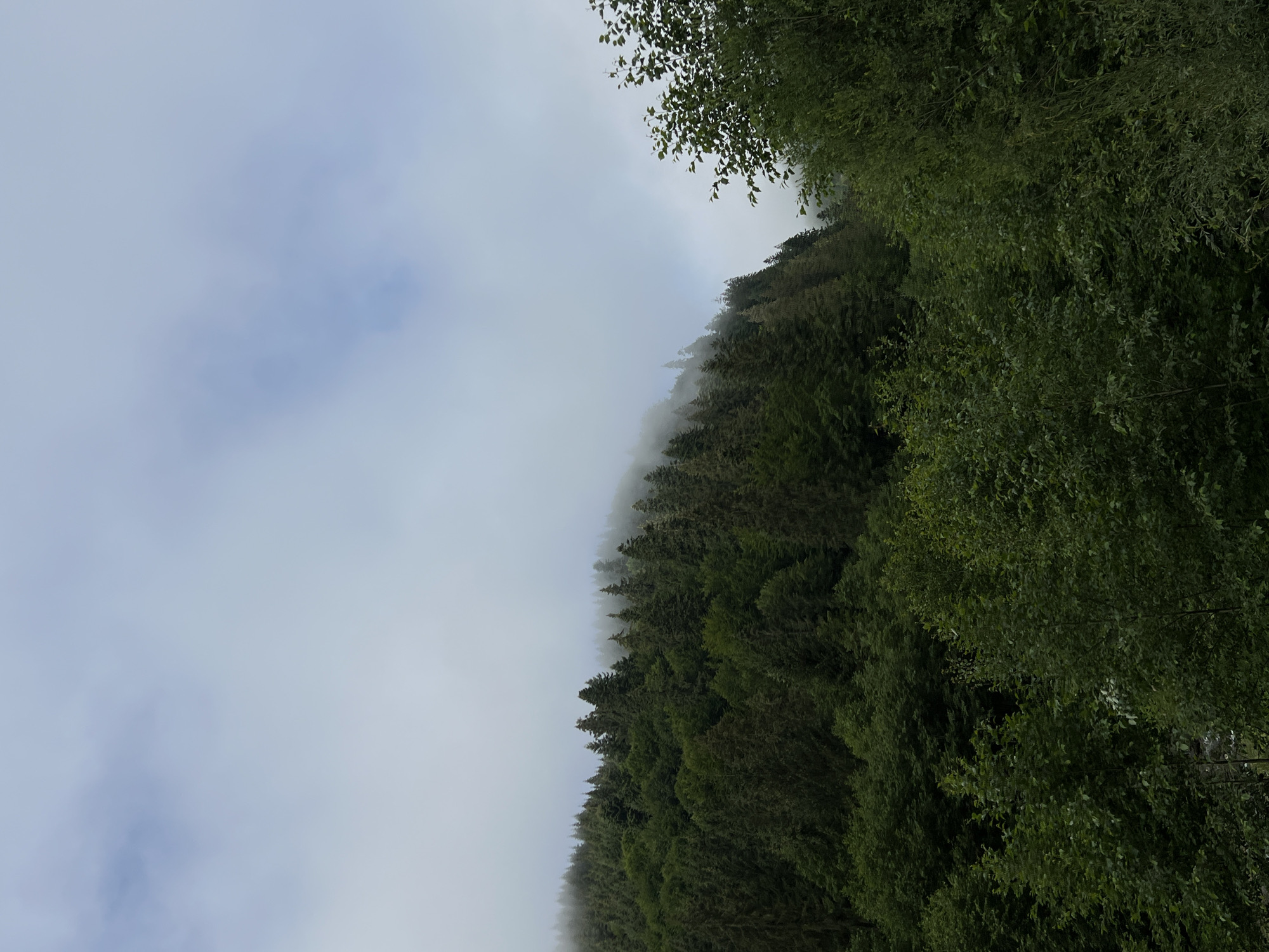 This is a vertical, medium-shot, outdoor photograph taken in the city of Yasinya, Ukraine. The image captures a dense, evergreen forest on a hillside under a cloudy sky. The forest is comprised of various shades of green, with tall, conical evergreen trees dominating the upper slopes and a thick canopy of deciduous trees in the foreground. The upper portion of the hillside is partially obscured by a layer of white fog or low-hanging clouds, creating a soft, hazy effect that blends the treeline with the sky. The sky itself is overcast with diffuse white and light gray clouds, with subtle hints of pale blue visible in some areas. No people or man-made structures are visible in the frame, presenting a purely natural landscape scene.