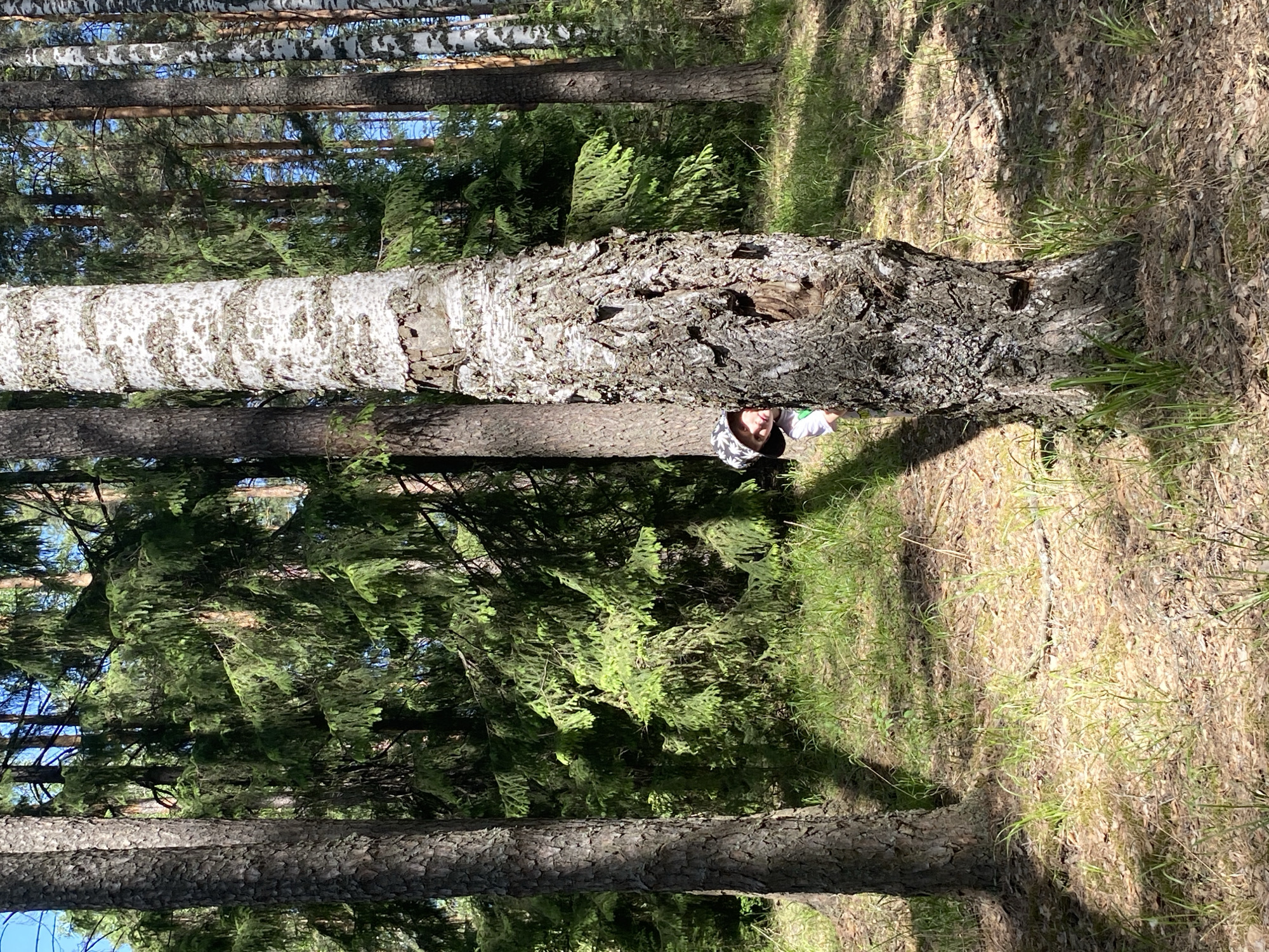 The image shows a person partially hidden behind a fallen tree in a forest. The location is Noviy, Russia. The person wears a hat and a light-colored shirt. The surrounding environment is characterized by pine trees, birch trees, grass, and forest floor debris. The image is rotated 90 degrees counter-clockwise.