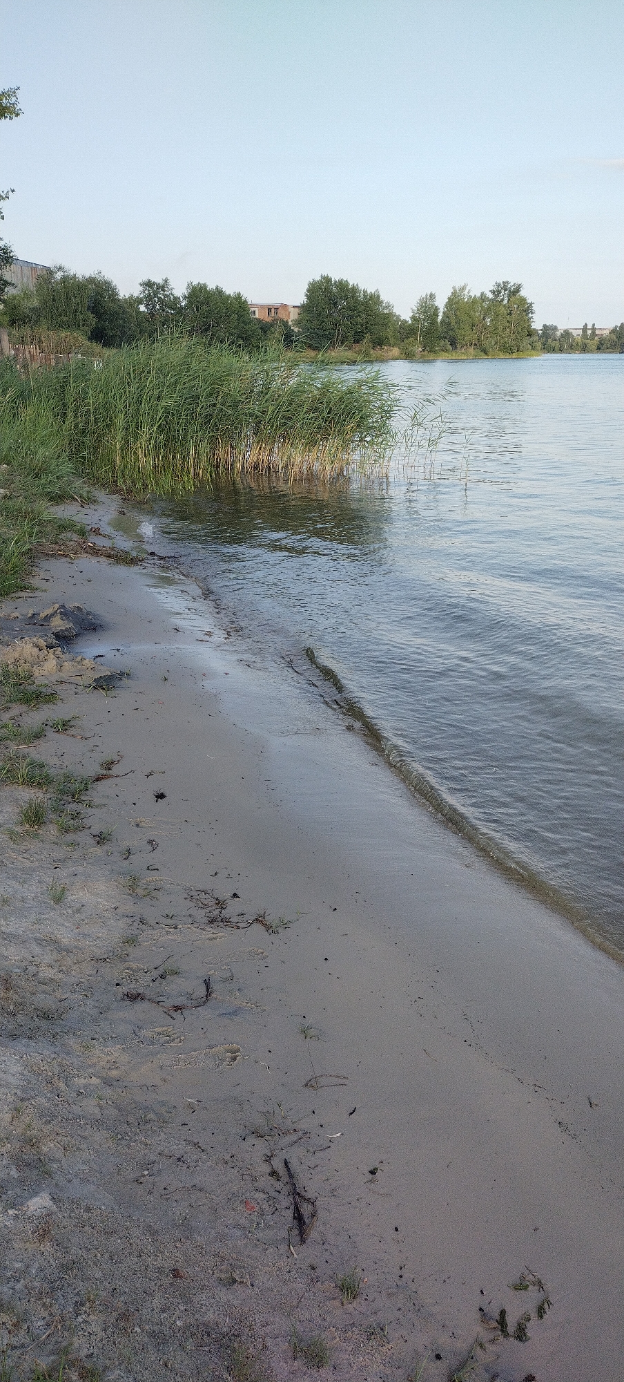 This image depicts a serene natural landscape near Bezliudivka, Ukraine. The scene features a sandy shore bordering a calm body of water, likely a lake or river. Dense reeds and tall green grasses grow along the water's edge, providing a natural barrier between the land and water. In the background, a line of trees and some low-rise buildings can be observed, suggesting a semi-rural or suburban setting. The water's surface is gently rippled, reflecting the pale blue sky. The sandy shore is mostly bare, with some scattered debris like twigs and dried vegetation. There are no people or animals visible in the image. The overall atmosphere is one of tranquility and natural beauty.