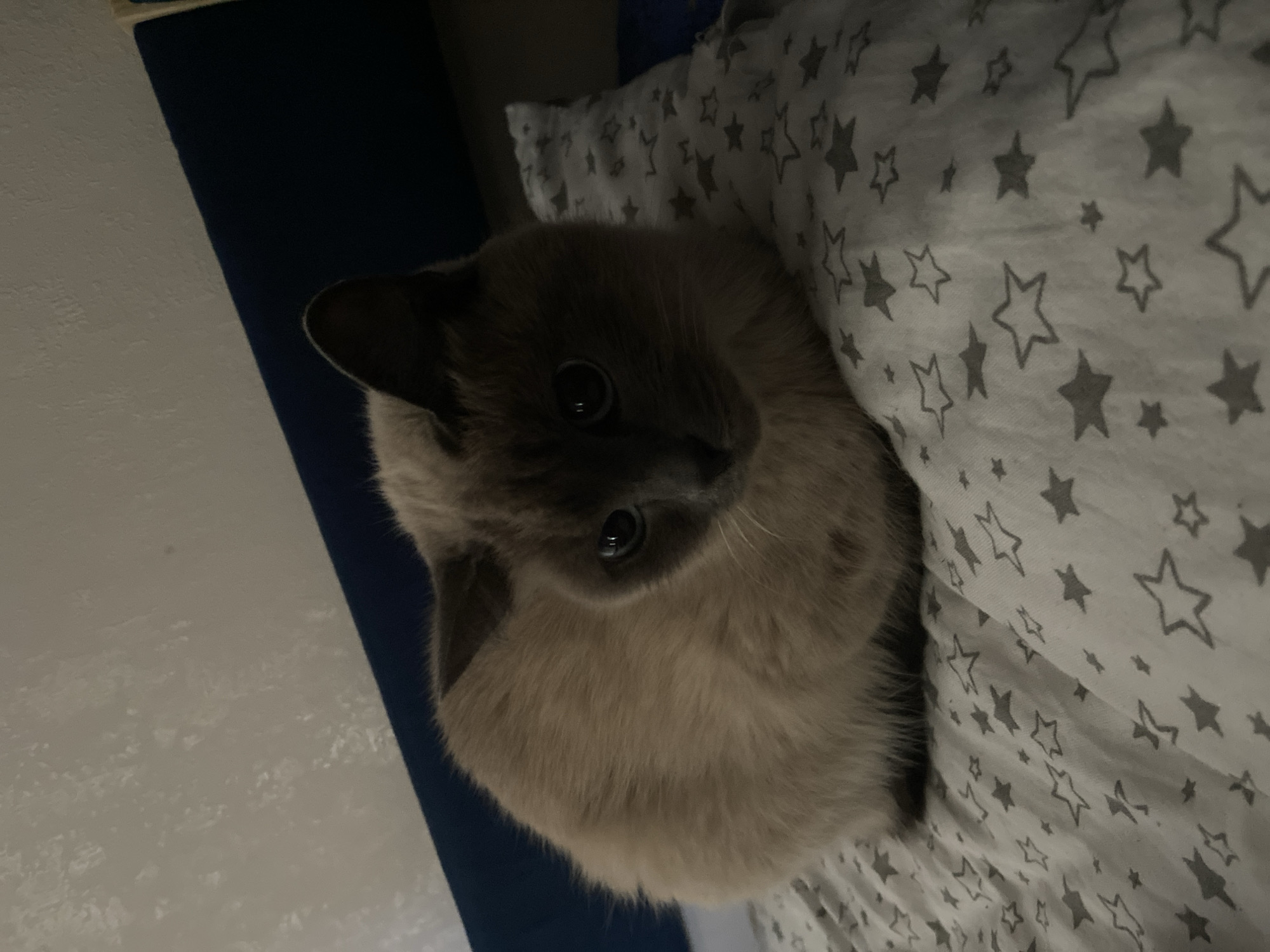 A Siamese cat with light brown fur and dark brown points is curled up on a pillow with a grey star pattern. The cat is facing the camera with its eyes open and looking at the viewer. The background shows a blue surface and a textured white wall, illuminated by soft lighting. The scene appears to be indoors, possibly in a bedroom or living area, and there is no indication of the cat's location in Beloretsk, Russia.