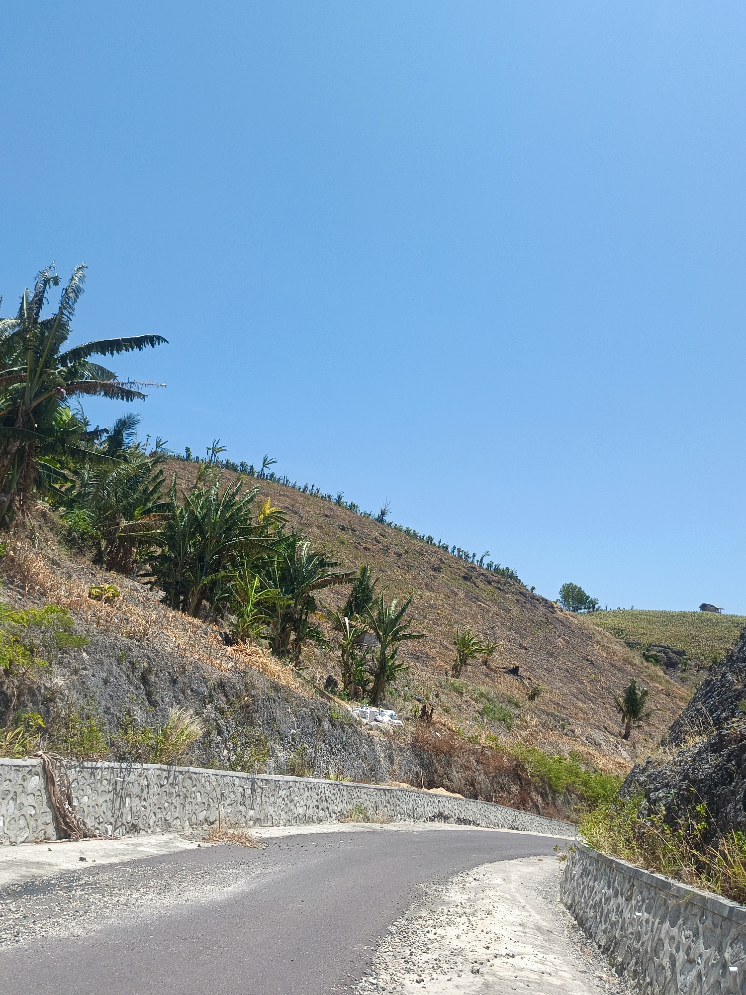 A paved road curves through a dry, hilly landscape under a clear blue sky in Gorontalo, Indonesia. The road is bordered by a low, stone-faced retaining wall. The hillside to the left is partially covered with dry grasses and sparse vegetation, with several banana trees and other plants growing in patches. The hillside recedes into the distance, appearing to be a cultivated or recently cleared area with rows of young trees or plants at the top. On the right side of the road, a steep, rocky embankment rises, with some dry grasses and small green bushes. In the far distance, on the crest of the hill, a small, dark-colored structure, possibly a hut or shed, is visible. The overall scene suggests a rural or semi-rural environment characterized by dry conditions.