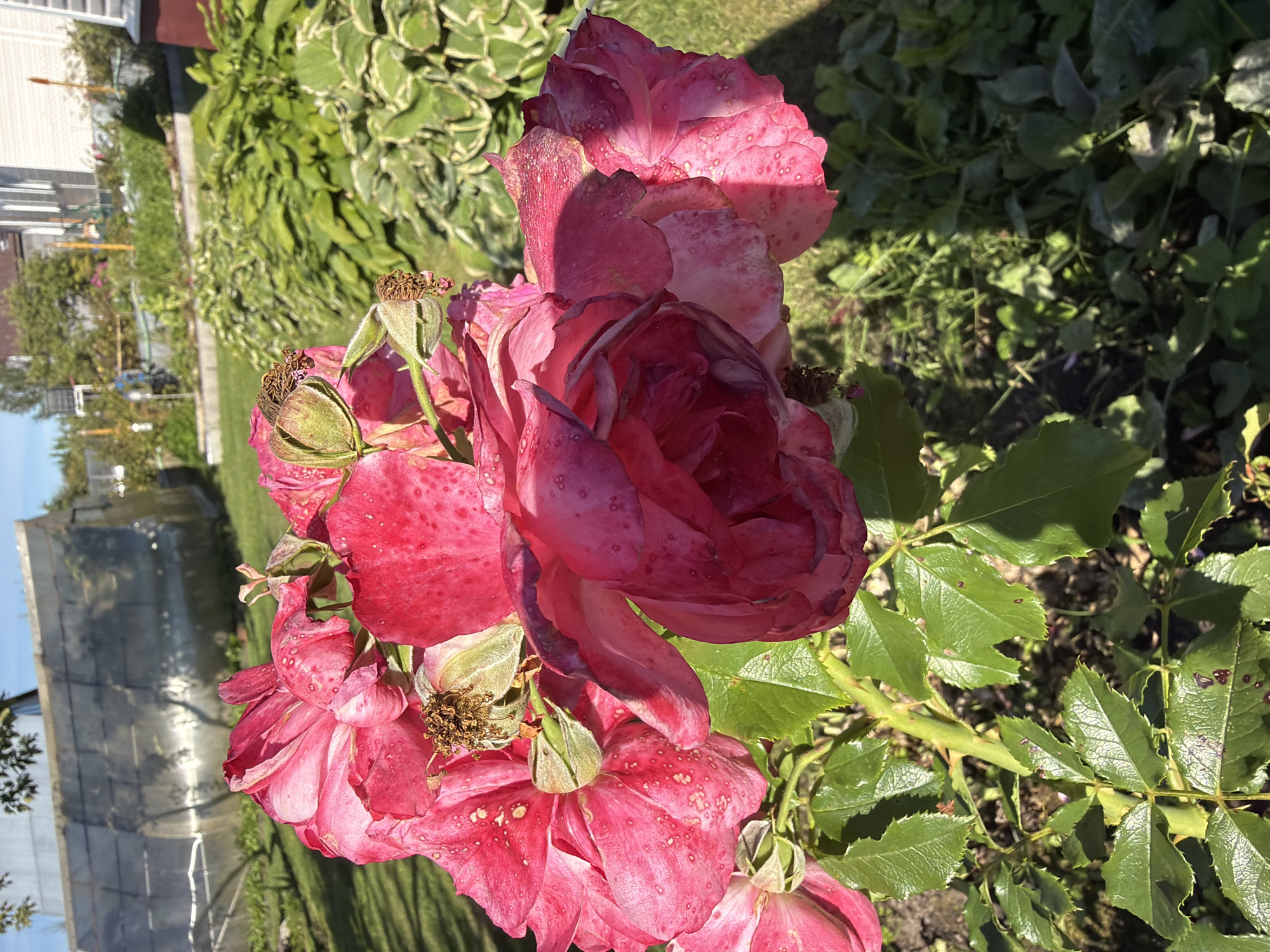 A close-up, eye-level shot captures a cluster of wilting pink roses in the foreground, set against a backdrop of a garden and buildings. The roses, with their petals showing signs of decay and water droplets, are the primary subject. Behind them, a garden bed filled with lush green hosta plants stretches into the middle ground, creating a soft, blurred contrast. In the far background, a greenhouse structure with a translucent roof is visible on the left, and a residential building with white siding and a red roof is situated on the right. The scene is bathed in bright, natural sunlight, casting shadows and highlighting the textures of the foliage and the roses. The overall impression is one of a sun-drenched summer day in a suburban garden. The location is identified as Rublevets, Russia, though there are no people or specific actions depicted to indicate it.