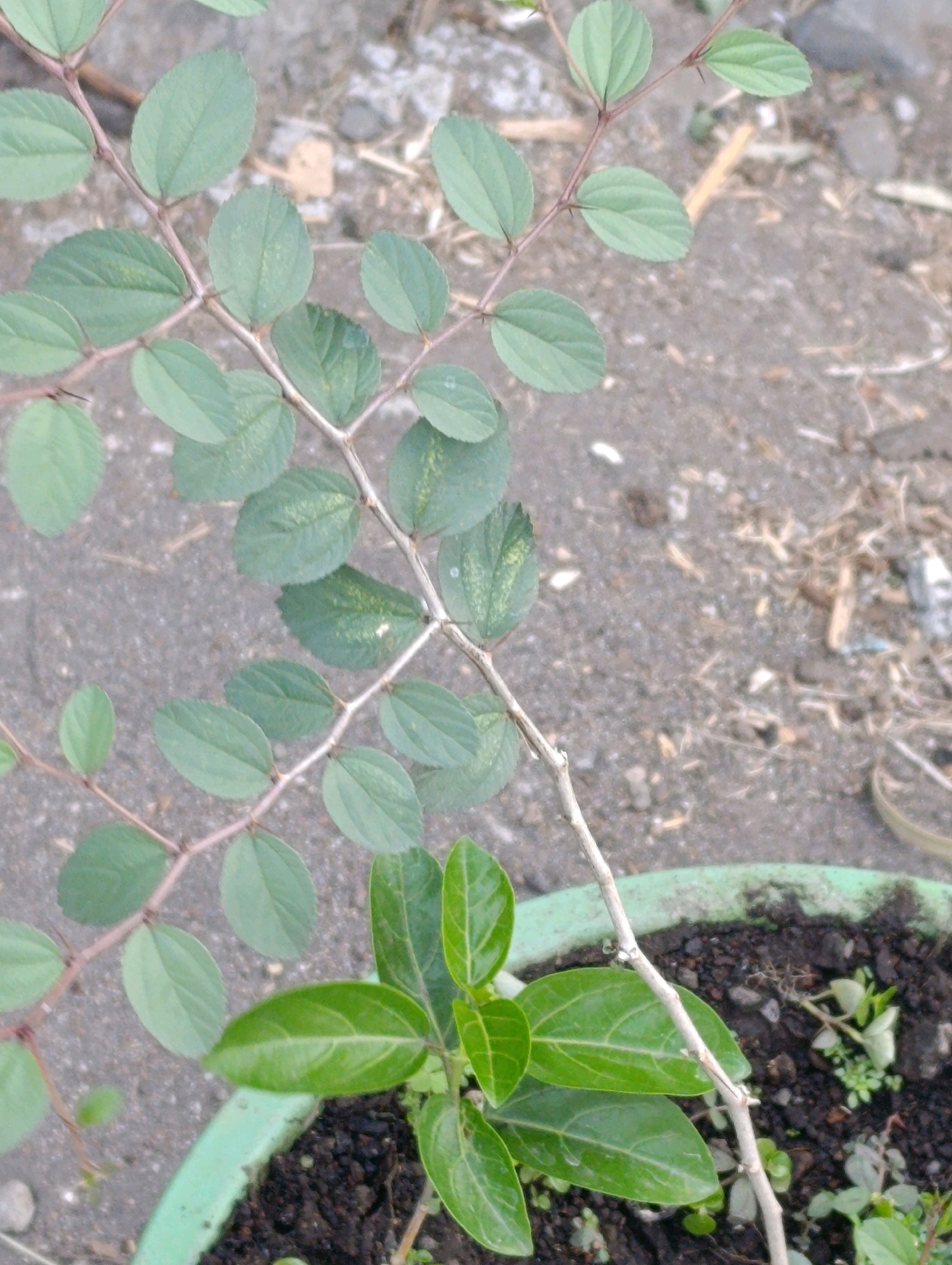 This is a close-up, eye-level, vertical shot of a small plant with green leaves and thin, reddish-brown branches. The plant is in a light green pot filled with dark soil. The background consists of rough, greyish-brown ground with small pebbles and dry plant debris. The image appears to have been taken outdoors in the city of Karangsono, Indonesia. There are no people or animals visible in the image. The focus is on the plant, with the background slightly blurred.