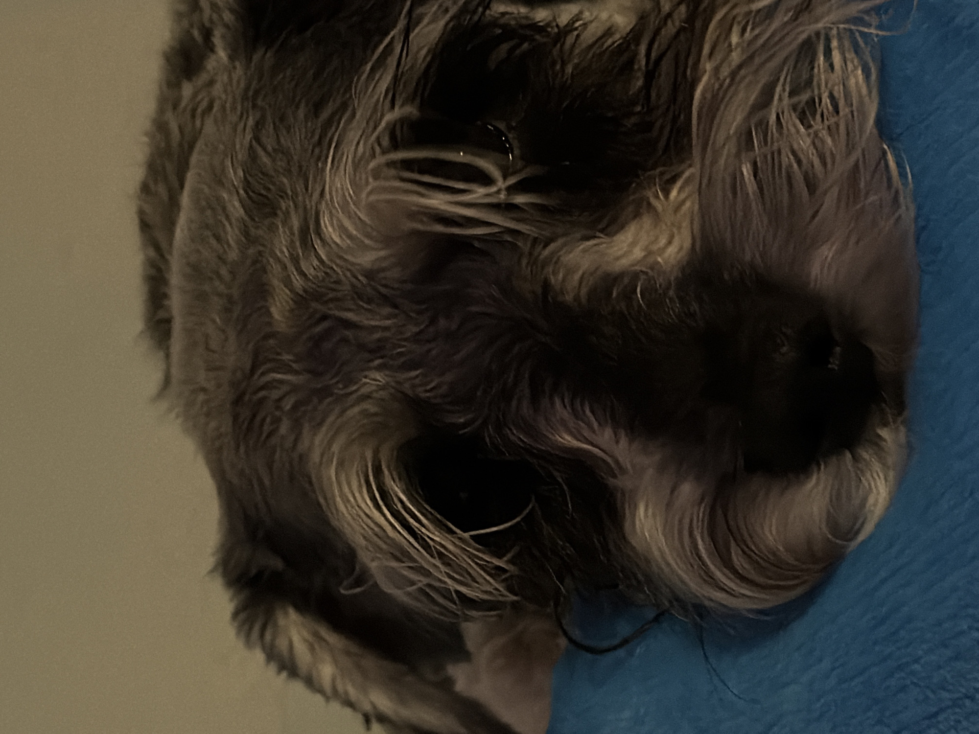 A close-up photograph shows the face of a dark-gray and black Schnauzer-type dog. The dog's fur appears damp or wet, and some of the longer hairs are clumped together. The dog is lying down on a blue surface, possibly a blanket. There are no other visible objects or people in the frame. The photo does not contain information that would allow for the determination of the location within the city of Chaikovsky, Russia.