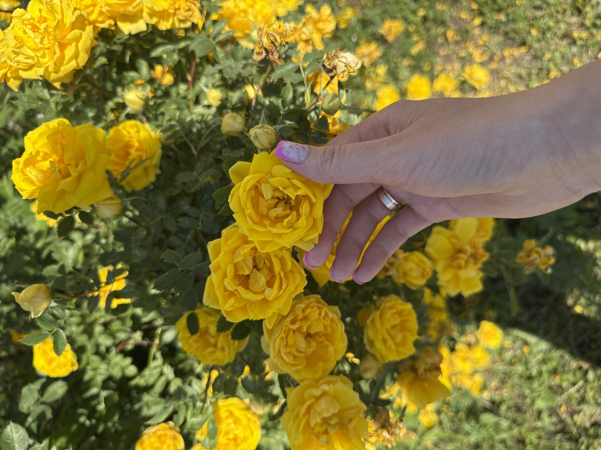 A person's hand, adorned with a ring on the left ring finger and decorated with pink and white nail art, is delicately touching a cluster of vibrant yellow roses. The roses are in full bloom, with some buds visible among them. The background is a lush green bush with more yellow roses scattered throughout. The scene appears to be outdoors, possibly in a garden or park. The image does not contain any discernible information related to the city of Chaikovsky, Russia.