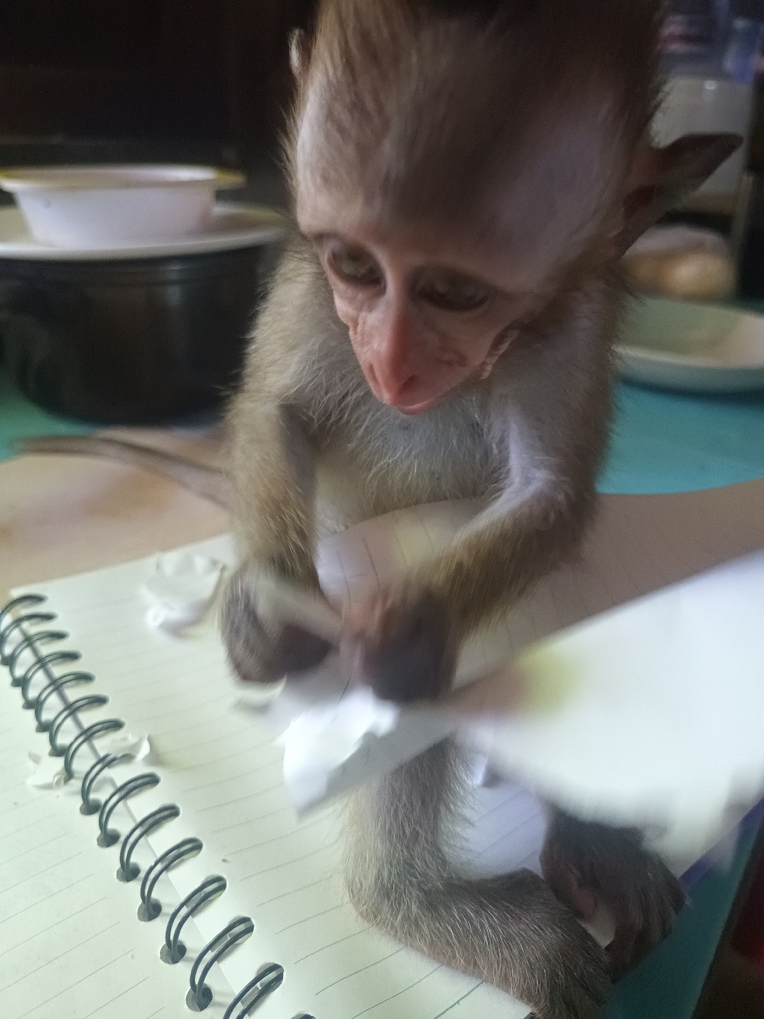 A small, juvenile monkey sits on a notebook and tears at a piece of white paper with its hands. The notebook has lined pages and a black spiral binding. The monkey is brown and furry. In the background, dishes are stacked on a surface. This photo was taken in Baan Thong Nang, Thailand.