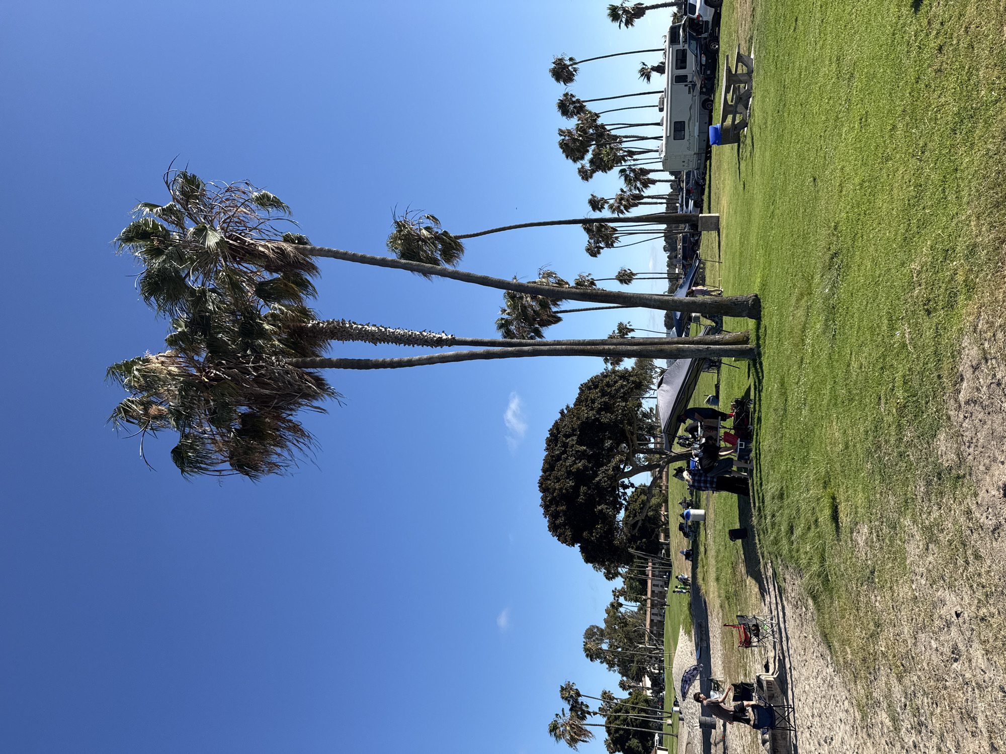This is a photograph taken outdoors on a sunny day with a clear blue sky. The scene depicts a park setting with numerous palm trees of varying heights, some of which are swaying in the wind. The ground is a mix of sand and green grass.
In the foreground, on the sandy area, there are a few folding chairs and what appears to be a small setup with a person standing next to it. Further into the park, on the grass, there are several groups of people gathered. Some individuals are sitting in chairs, while others are standing and interacting. There's a large, dark green tree with a full canopy on the right side of the frame. A grey canopy tent is set up on the grass near a group of people.
In the middle ground, several vehicles are visible, including an RV or camper van parked on the right side of the image. There are also other cars and what looks like a picnic table with a blue trash can nearby. In the background, there are buildings that appear to be part of a complex or facility, and more palm trees line the horizon. The overall impression is a leisurely outdoor gathering or event taking place in a park. The location is likely Mission Bay Park, San Diego, California, United States of America, given the characteristic palm trees and coastal park environment.