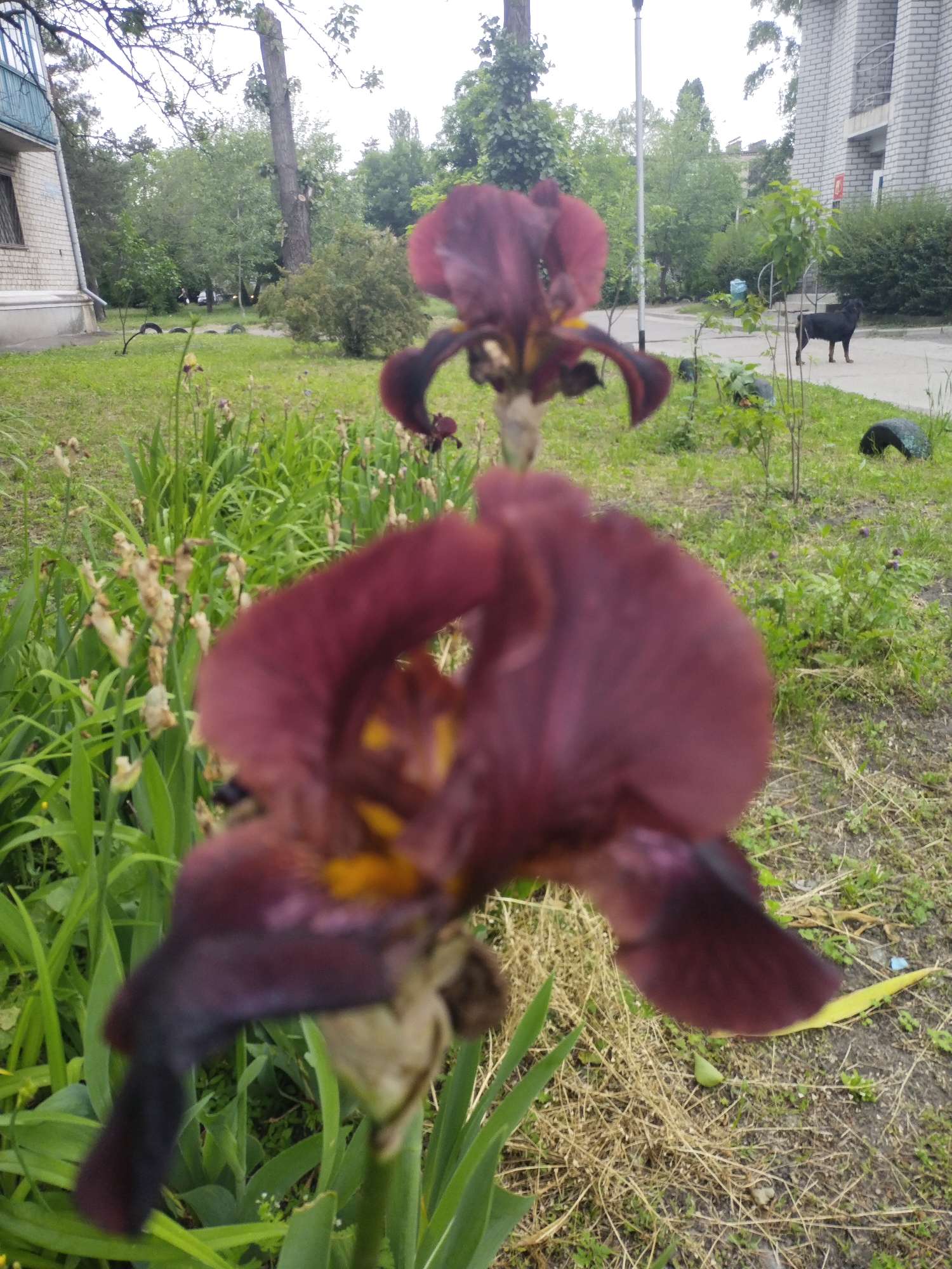 This image captures an outdoor scene, likely a residential area in Horishni Plavni, Ukraine, focusing on flowers in the foreground. Two large, dark red/burgundy iris flowers dominate the immediate foreground, with the closest one sharply in focus, displaying distinct yellow centers. They are surrounded by lush green foliage. The ground beneath the flowers is a mix of green grass and dry, straw-like patches.
In the midground, a patch of grass features dried plant stalks. Beyond this, on the left, a light-colored brick building with a teal balcony railing is partially visible. A tall, bare tree trunk stands amidst various green trees and bushes, forming a dense green backdrop. Several dark, tire-like objects, possibly used as planters or borders, are scattered across the grassy areas.
On the right side of the image, another light-colored brick building with indistinct red markings is seen. A black, medium-to-large dog stands on a paved path, looking towards the right. A tall, slender light pole rises vertically near the center-right. The sky is overcast, suggesting a cloudy daytime. The scene appears calm and natural, typical of an urban park or courtyard. No specific activity or legible text is visible.