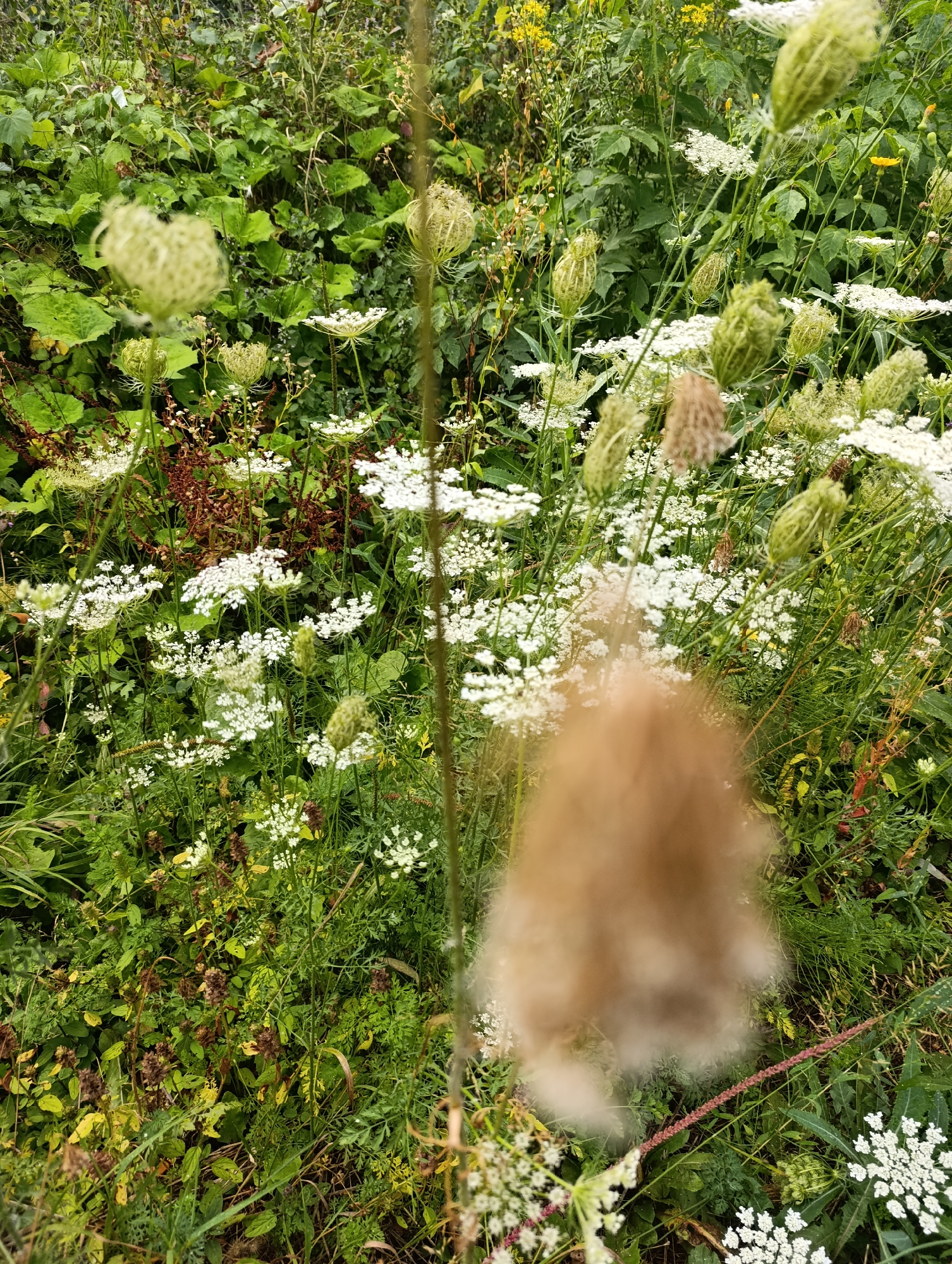 In a densely vegetated outdoor setting, likely a meadow or overgrown field, an abundance of wild plants dominates the scene. Among them, white Queen Anne's lace flowers, characterized by their delicate, lacy umbels, are a prominent feature, interspersed with various shades of green foliage. Several seed heads, some closed and bulbous green, others open and feathery, are also visible, suggesting the plants are in different stages of their life cycle. A large, blurry, light brown, fluffy object occupies the foreground, obscuring a portion of the plants behind it. The background is a tapestry of green leaves and stems, with hints of yellow flowers and brown seed pods. The overall impression is one of natural, untamed growth. There is no indication of urban elements or human presence.