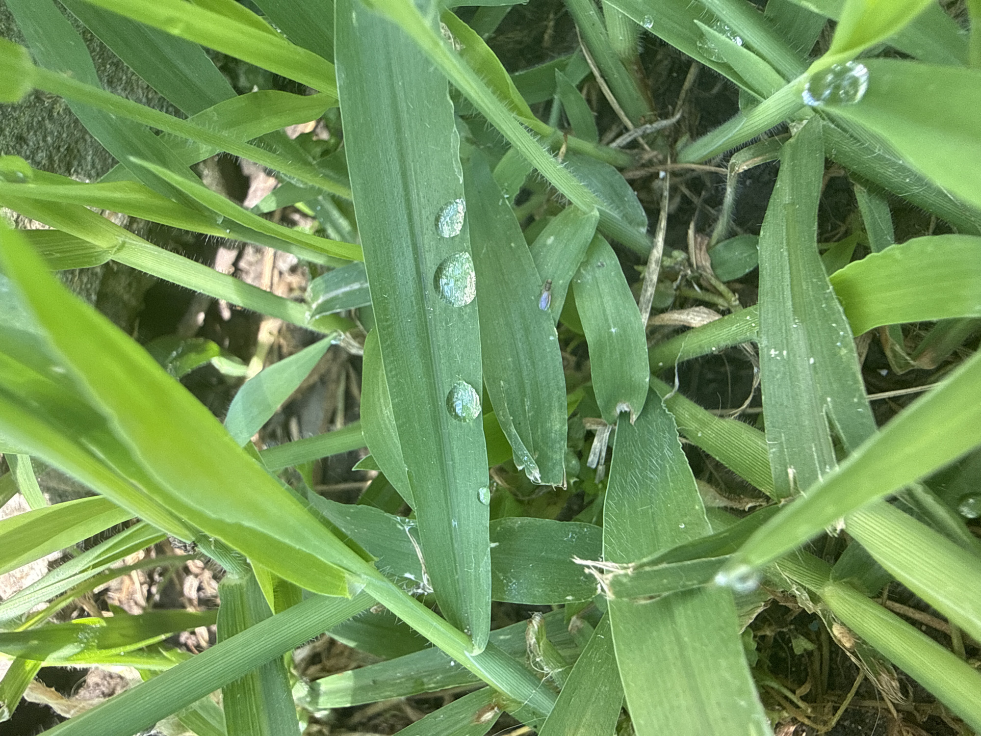 The image is a close-up, top-down view of green grass blades with several water droplets on them. The grass is lush and vibrant, with some blades slightly out of focus. The water droplets are clear and reflect the surrounding light, creating small, shimmering spheres on the surface of the leaves. The background is a blur of darker green and brown, suggesting more grass and possibly soil or dirt. A small insect, possibly a fly, is visible on one of the grass blades. The lighting suggests it is daytime, with sunlight filtering through the grass. There are no people or man-made objects visible in the frame. The scene is natural and appears to be an outdoor environment.