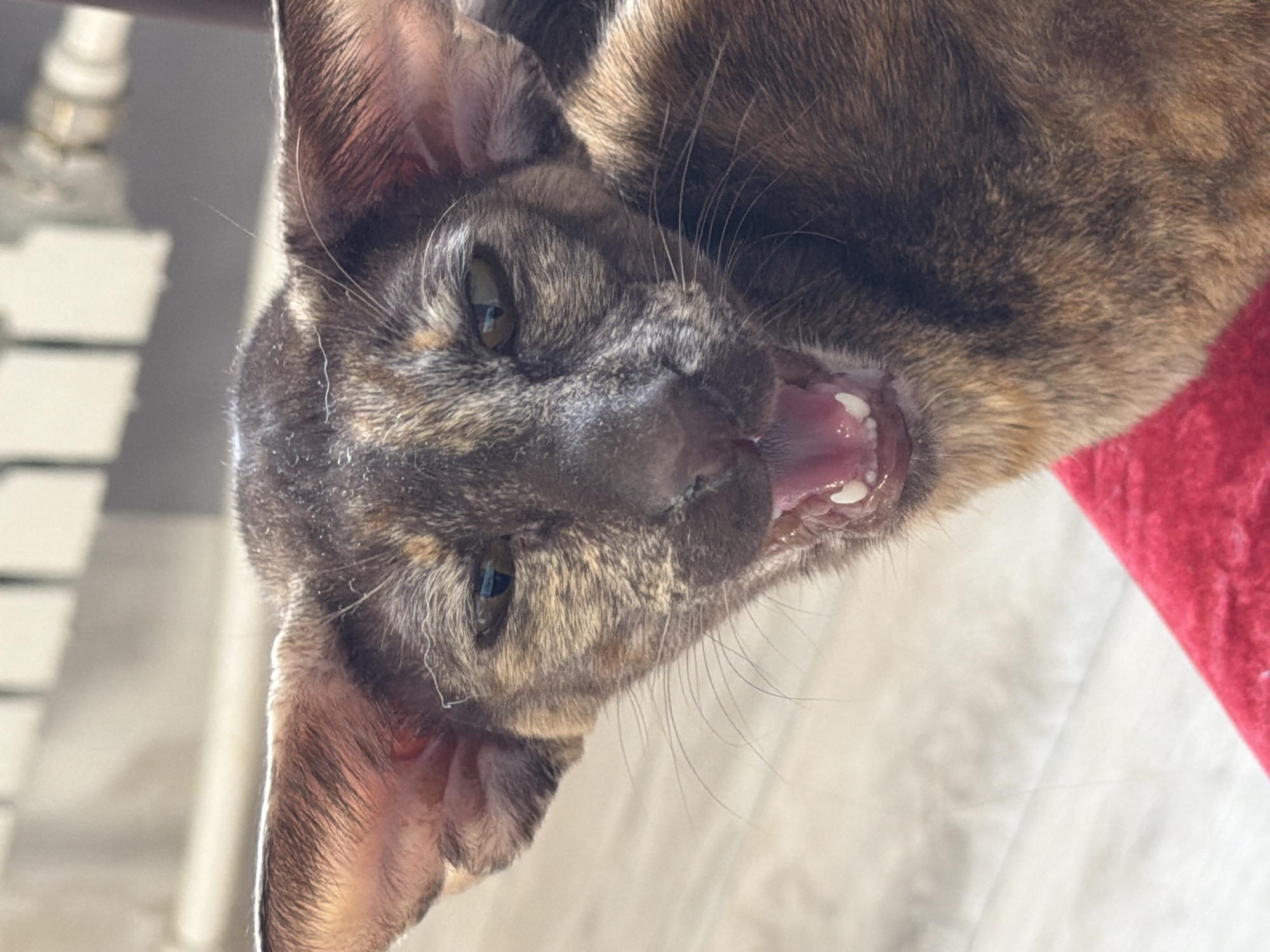 A close-up, slightly blurred, upside-down, brightly lit photograph depicts a brown and tan patterned cat, its mouth open to reveal small teeth. The cat has large ears and yellow-green eyes. The cat's fur is short and smooth, and its whiskers are visible. A red surface is partially visible in the upper right corner. The background includes a white wall and white objects. There is no specific indication of Chaikovsky, Russia.