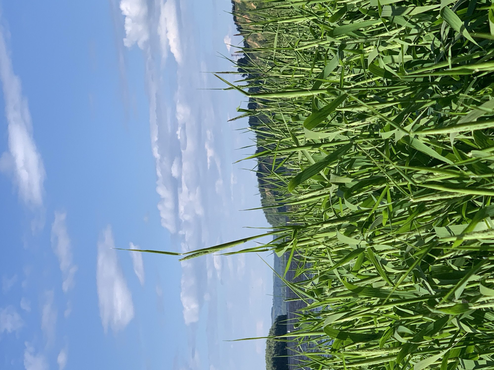 This is a close-up, vertically oriented outdoor photograph taken in a field of tall, green grass. The grass dominates the right side of the frame, with individual stalks and leaves clearly visible, casting shadows. In the background, the sky is a bright blue with scattered white, fluffy clouds. Beyond the grass and sky, a distant hillside is visible, covered in dark green vegetation. The overall impression is one of a sunny day in a rural or natural setting. There is no text visible in the image.