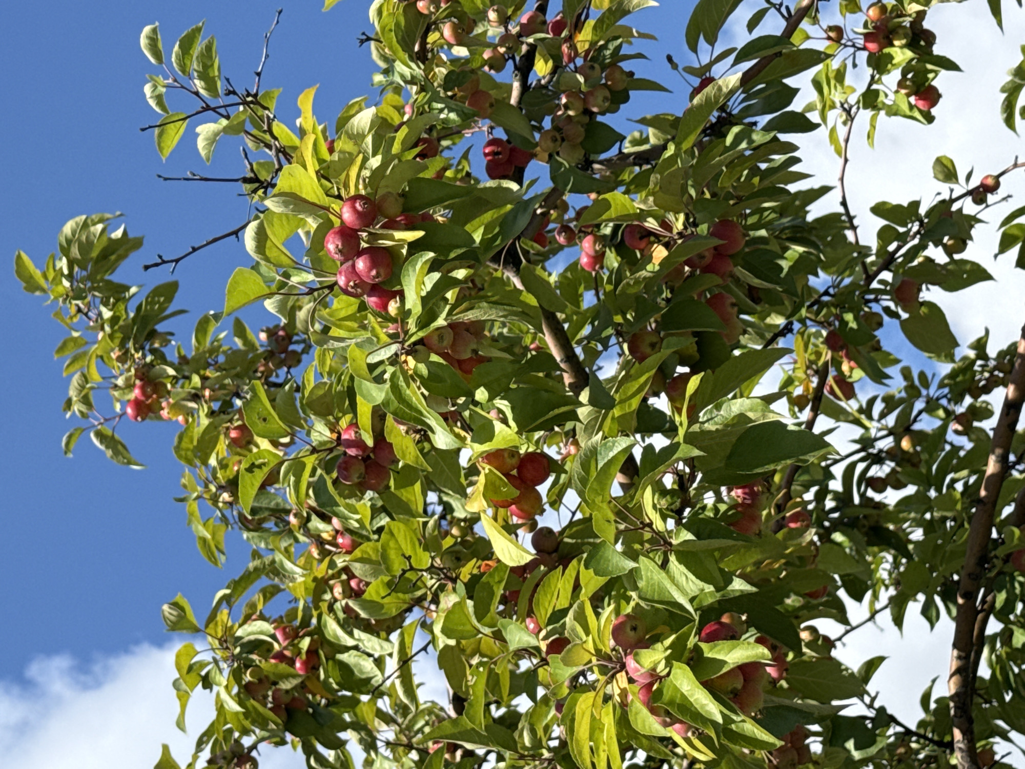 A low-angle, medium shot captures a crabapple tree laden with ripe, red fruit against a bright blue sky with scattered white clouds. The tree's branches, covered in lush green leaves, are heavily laden with clusters of small, red crabapples. The lighting suggests a sunny day. The image is a close-up of the tree's bounty, with no people or other objects visible. The location is stated to be the city of Moscow, Russia.