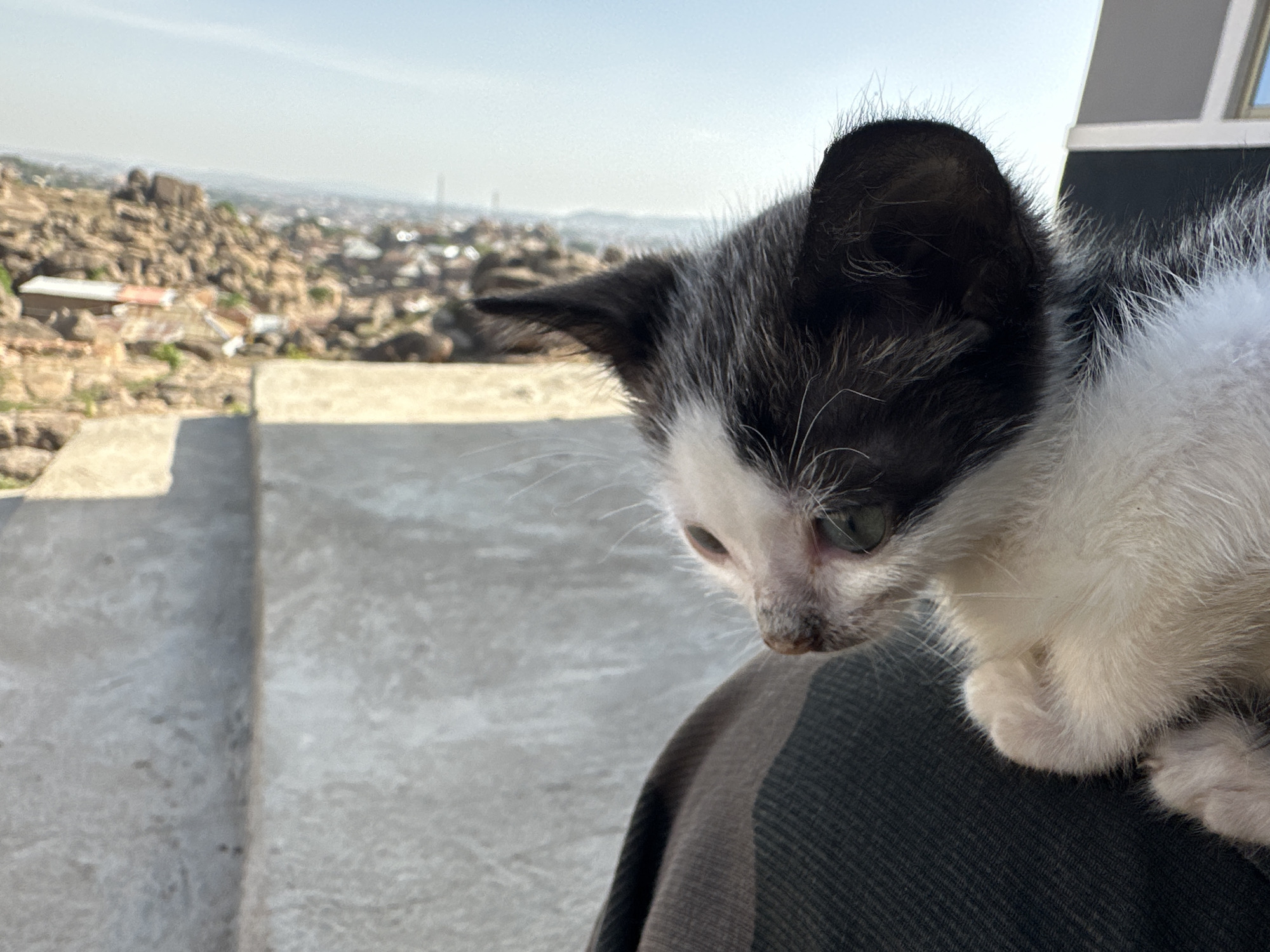 A close-up shot of a small, black and white kitten resting on a person's shoulder with the city of Jos, Nigeria in the blurred background. The kitten has a predominantly white body with black markings on its head and ears. Its eyes are open and focused downwards. The person's shoulder is covered in a grey and black striped fabric. In the background, the city of Jos is visible with a mix of buildings and natural rock formations under a hazy sky.