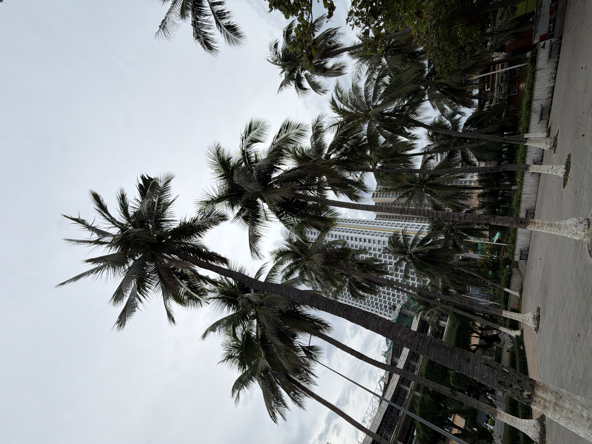 This image captures a view of palm trees and a modern building in Nha Trang, Vietnam. The palm trees, with their dark green fronds and textured trunks, are a prominent feature, some with their lower trunks painted white. They are arranged in a way that suggests an outdoor public space, possibly a promenade or park. In the background, a tall, multi-story building with a grid-like pattern of windows dominates the skyline, indicating an urban setting. There are hints of construction or development in the mid-ground, with scaffolding visible on a structure to the left. The sky is overcast, casting a diffused light over the scene. The ground appears to be paved with concrete, with some landscaping and benches visible. The overall impression is one of a tropical urban environment.