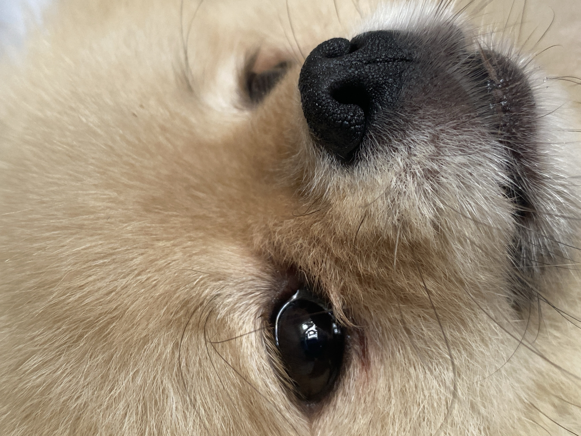 A close-up, eye-level, indoor shot focuses on the face of a light-colored dog, likely a Pomeranian, with the camera positioned to capture the dog's left eye, nose, and part of its muzzle. The dog's fur is a light tan color and appears soft and fluffy. The left eye is dark and glossy, reflecting a bright light source, possibly a camera flash or overhead lighting. The nose is black and has a textured surface, with visible nostrils. The muzzle is covered in short, white whiskers. The background is out of focus, appearing as a soft, neutral tone. There is no indication of the dog's surroundings, other than it being indoors, with no discernible city or location details.