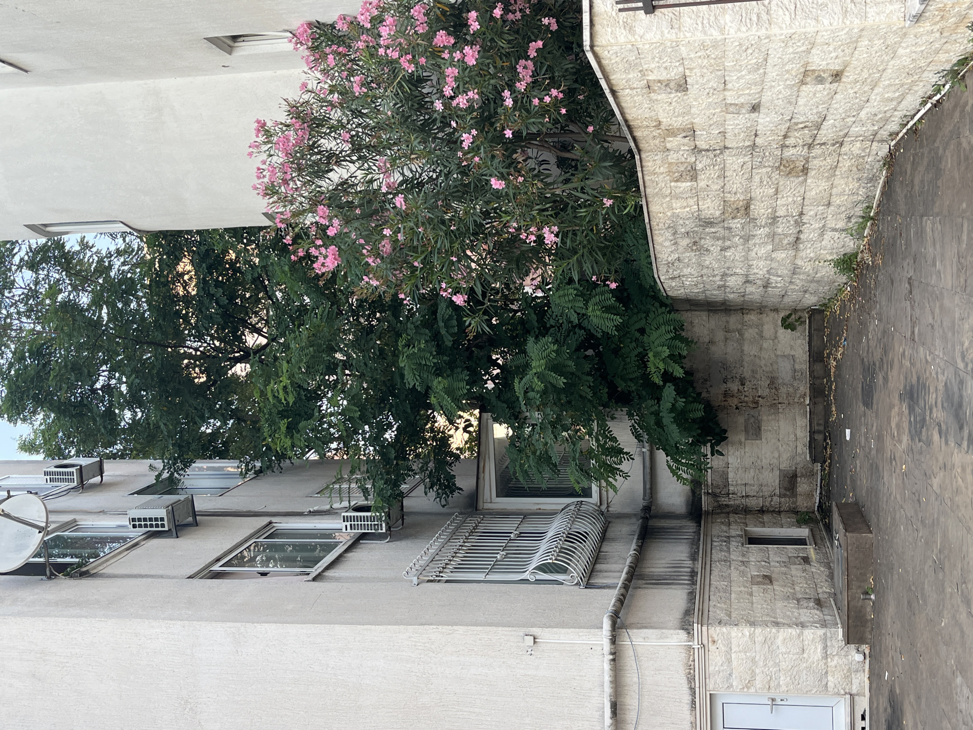 The image shows a narrow passage between two apartment buildings in Budva, Montenegro. On the left, a light-colored, textured building has several windows with white metal grates and air conditioning units. A white door is visible at the bottom left. The building on the right is also light-colored and has windows. Between the buildings, a dense green tree grows, and to its right, a bush with abundant pink flowers, possibly oleander, is in bloom. A low wall made of light-colored stone blocks separates the passage from a slightly elevated area. The ground is paved with dark gray tiles, and there are scattered leaves and some debris. The overall scene depicts a common urban residential area with lush vegetation.