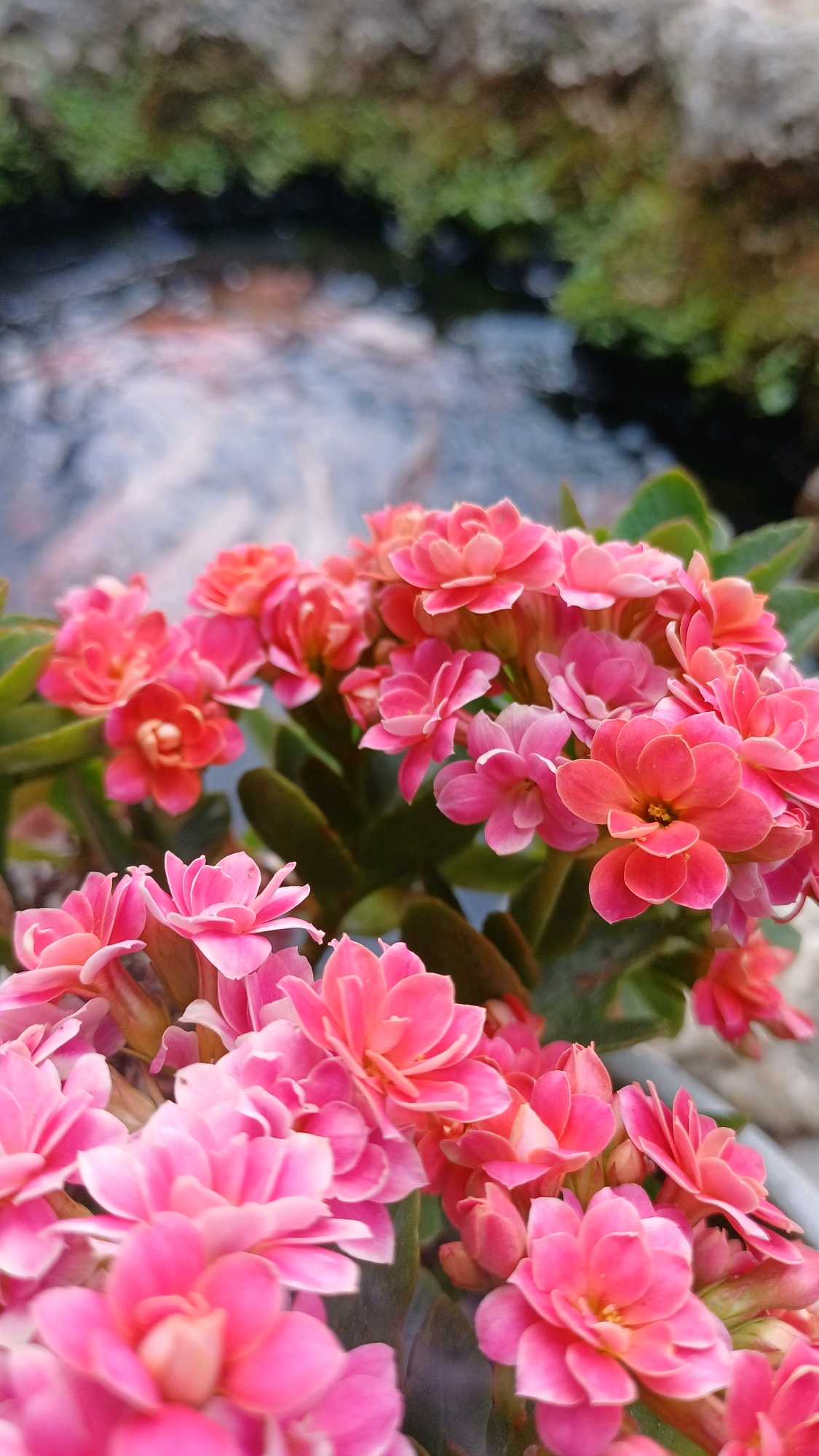 In Wonokerso, Indonesia, a close-up shot captures a cluster of vibrant pink and coral-colored flowers. The blossoms, with their layered petals, are the primary subjects, arranged in a dense bouquet. They are set against a softly blurred background that suggests a naturalistic environment, possibly a garden or beside a body of water, indicated by muted green foliage and a dark, rippling surface. The lighting is diffused, highlighting the delicate textures and colors of the flowers. There are no people or animals visible in the frame.