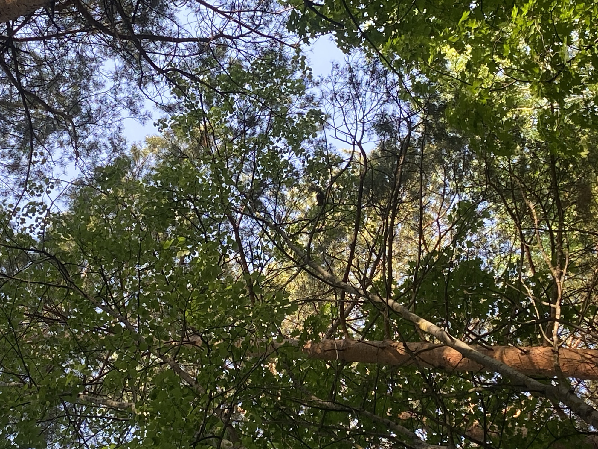 The image is taken from a low angle, looking up into a dense canopy of trees, with patches of blue sky visible through the branches. The trees are a mix of types, with some having needle-like leaves and others with broad, green leaves. A fallen tree branch is prominently displayed diagonally from the lower right towards the mid-left side of the image. The image captures a natural environment likely within a park or wooded area. There is no information within the image to verify it is in Izhevsk, Russia.