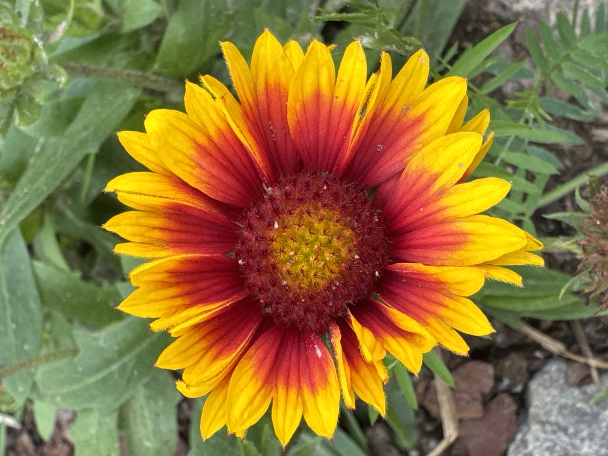 The image displays a close-up, top-down view of a single, vibrant flower with red and yellow petals, set against a backdrop of green foliage and ground cover. The flower's center is a dense cluster of small, reddish-brown florets, surrounded by ray florets that transition from red at the base to bright yellow at the tips. The petals are elongated and pointed, with a slightly ruffled texture. In the background, blurred green leaves dominate the scene. The lower portion of the image reveals a textured ground, including grey stones, brown mulch, and dry plant debris. There are no people or animals visible in the image. The lighting suggests it is daytime, possibly with soft, diffused sunlight. The image is a still photograph of a flower in an outdoor setting. There is no information in the image that indicates its location in Mars, Russia.
