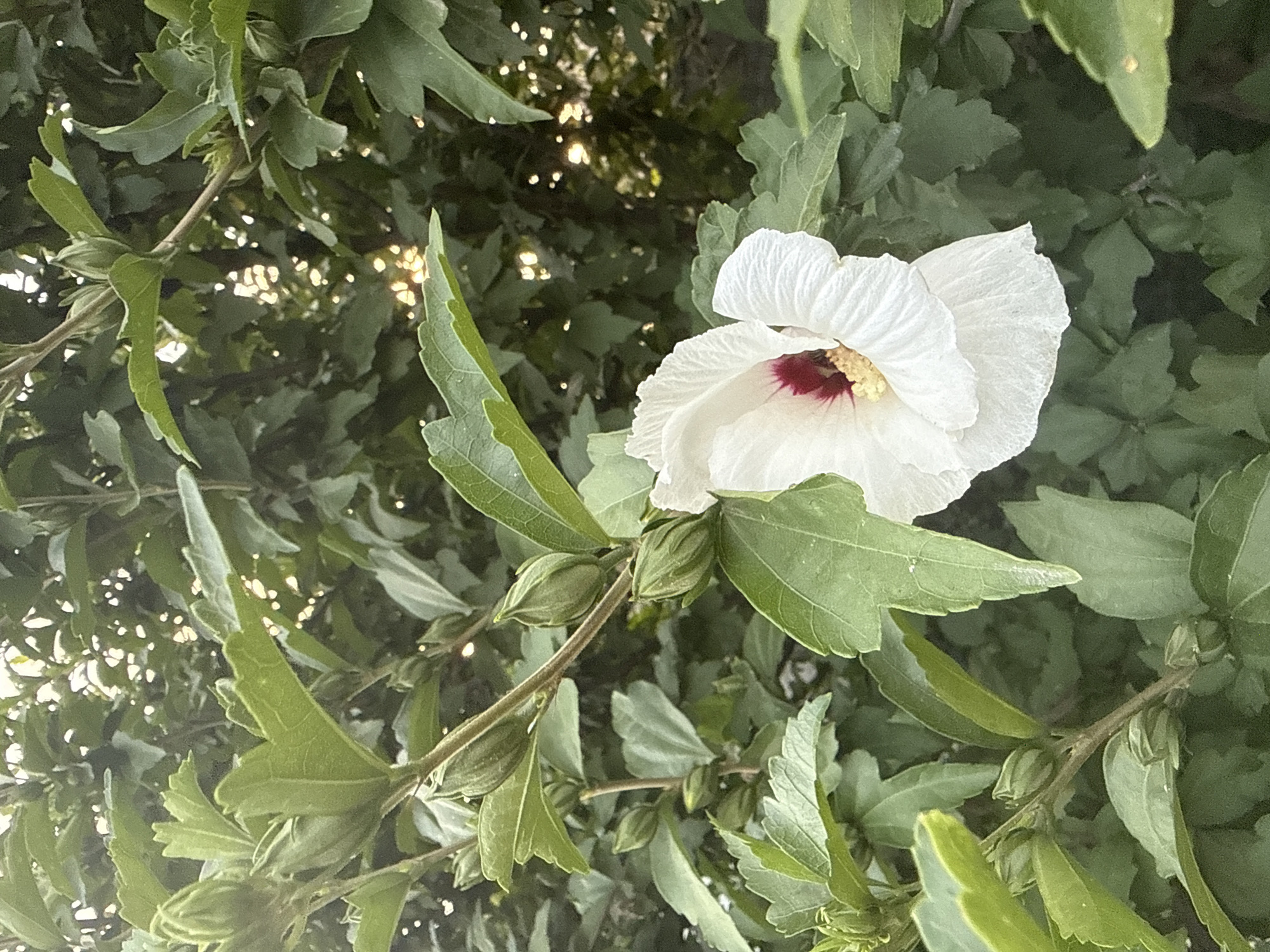 The image shows a close-up of a white hibiscus flower with a deep red center, blooming amidst lush green foliage. The flower is in full bloom, with delicate, ruffled petals. Several green buds are visible on the branches surrounding the open flower, indicating that more blooms are yet to open. The background consists of a dense canopy of green leaves, with dappled sunlight filtering through, creating bright spots of light. The scene appears to be an outdoor setting, likely a garden or park, given the abundance of plant life. The image does not contain any people or specific identifiable landmarks that would allow for precise localization within Zaporizhzhia, Ukraine.