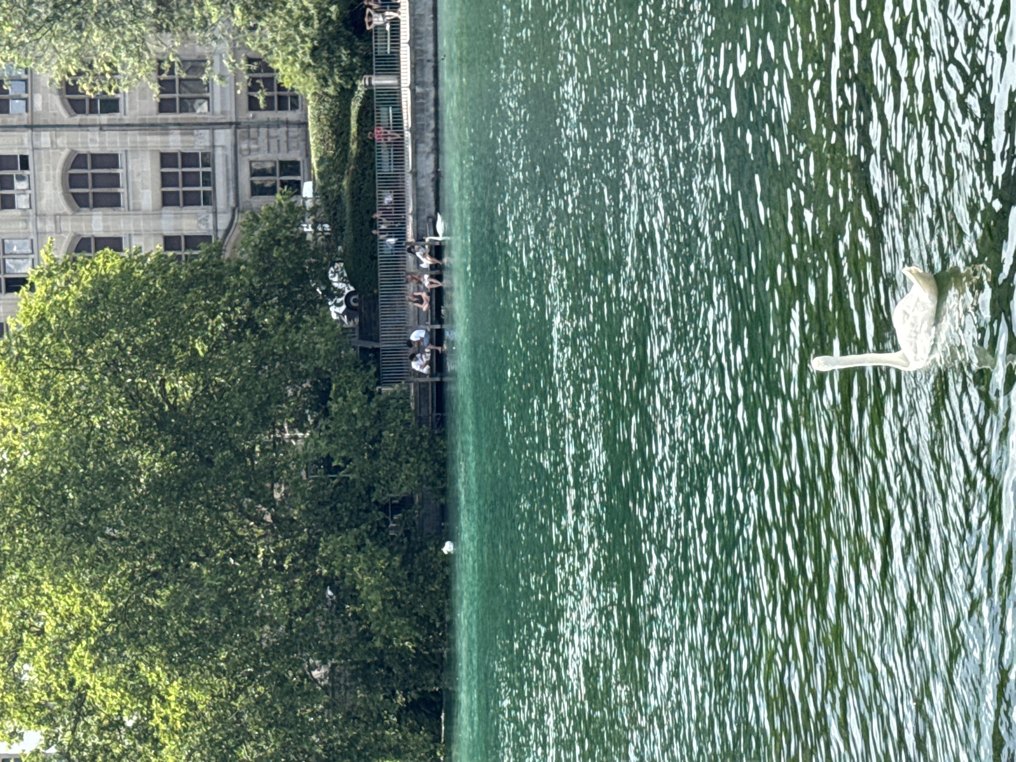 A wide shot captures a sunlit day with a body of clear, green water in the foreground. A solitary white swan glides on the water's surface in the lower right quadrant of the image. In the middle ground, a wooden pier juts out into the water, with several people seated on its edge, some with their feet in the water. Behind the pier, a white metal fence runs along the shoreline, separating it from a green, manicured hedge and the rear of an ornate, stone building with arched windows. Lush green trees partially obscure the building and line the bank. The water exhibits ripples and reflections, indicating a gentle breeze. The scene suggests a public park or waterfront area in Zurich, Switzerland, likely near a building of historical architecture.