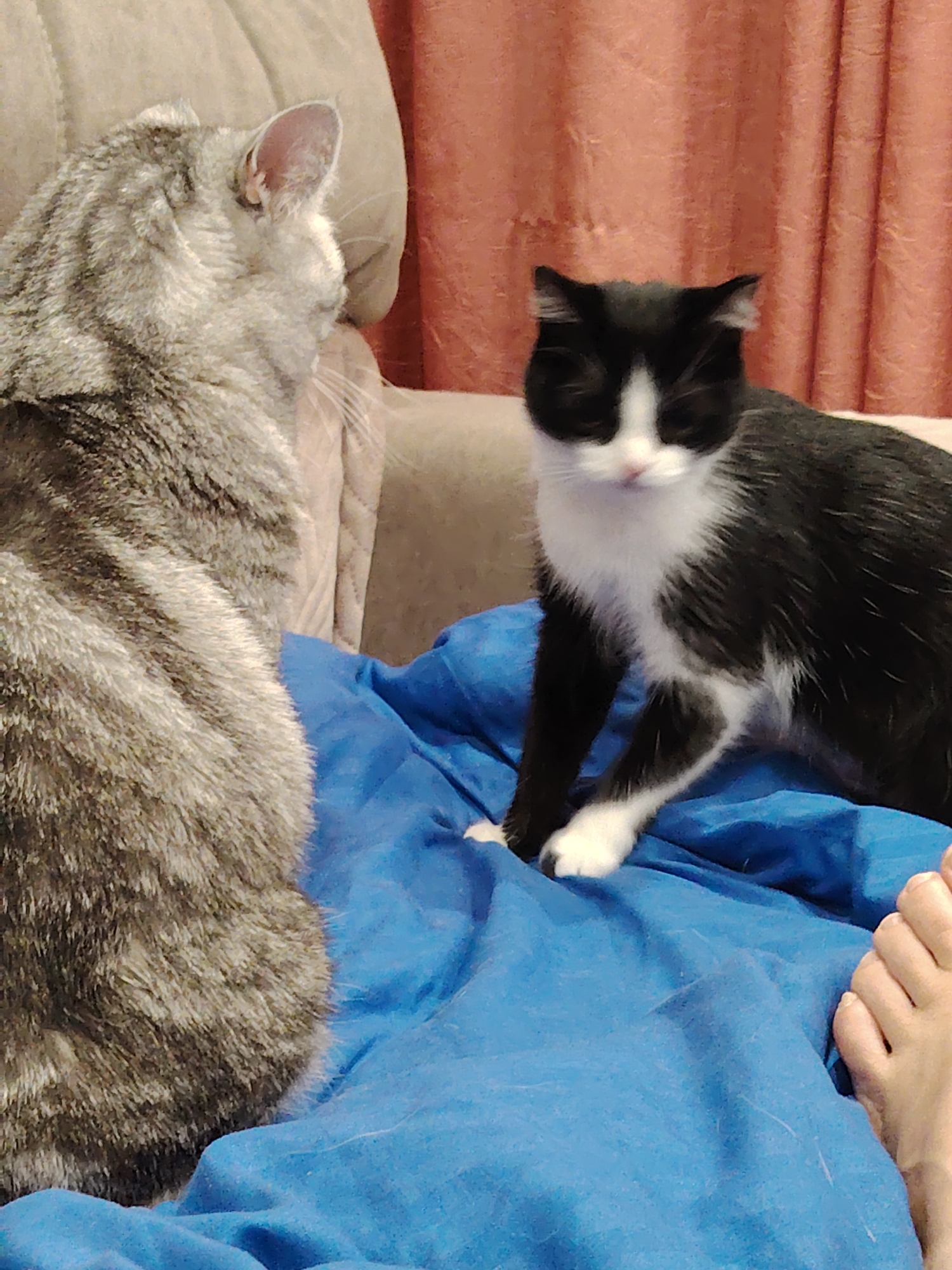 The image shows two cats on a blue surface. A gray tabby cat is on the left, facing right. A black and white cat is on the right, sitting upright. A person's foot is visible in the lower right corner. The background shows a light-colored sofa and orange curtains.