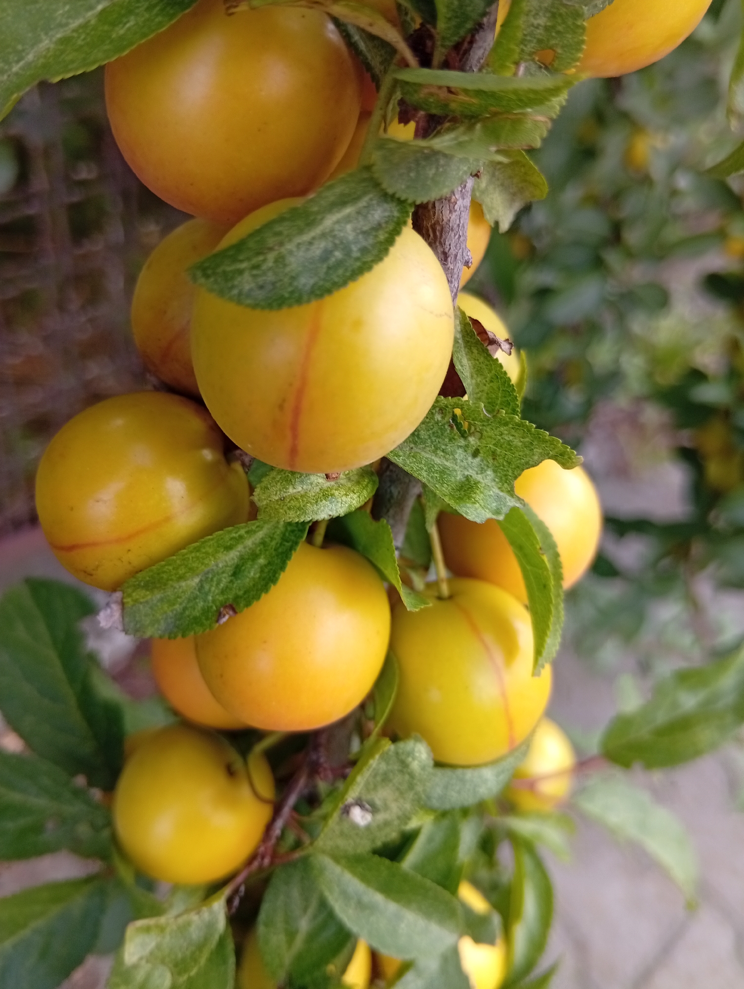 A close-up, vertical shot captures a cluster of ripe, yellow plums hanging from a tree branch. The plums are round and smooth, with a few exhibiting subtle red streaks. Green leaves, some with visible veins and small imperfections, surround the fruit, interspersed with the rough, brown bark of the branch. The background is softly blurred, suggesting an outdoor setting with more foliage and hints of a paved surface, possibly a walkway or patio. The scene is set in Wrocław, Poland, likely in a garden or park.