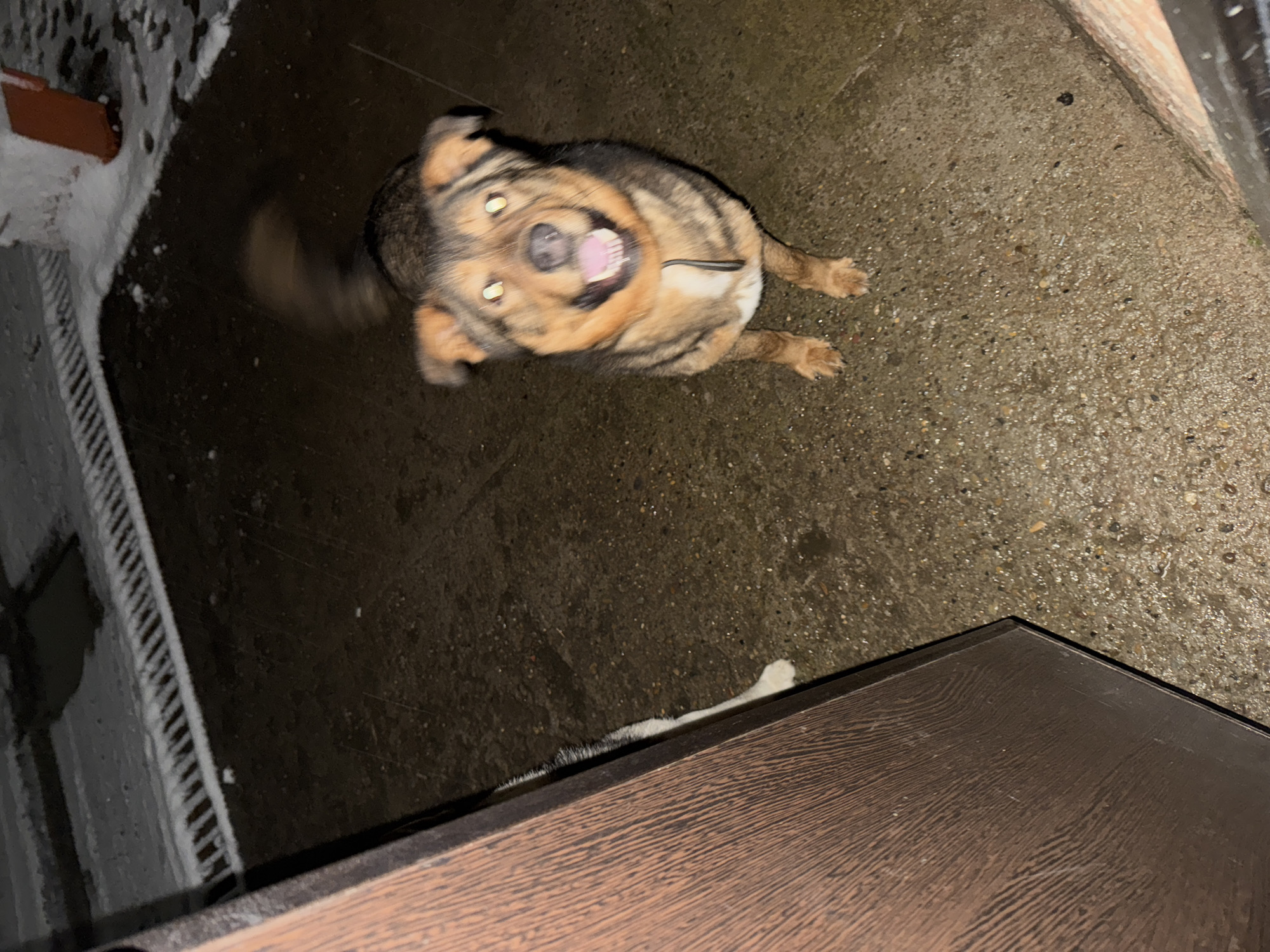 A medium-sized dog with brown and black fur lies on a concrete surface, likely outside. The dog is looking up at the camera with its mouth open, appearing to pant or smile. The background consists of a wooden structure on the bottom right, a wall with snow on the left, and the rest of the scene filled by the concrete surface. The location appears to be outside, and the lighting suggests it is nighttime. There is no specific evidence to place this scene in Chaikovsky, Russia.