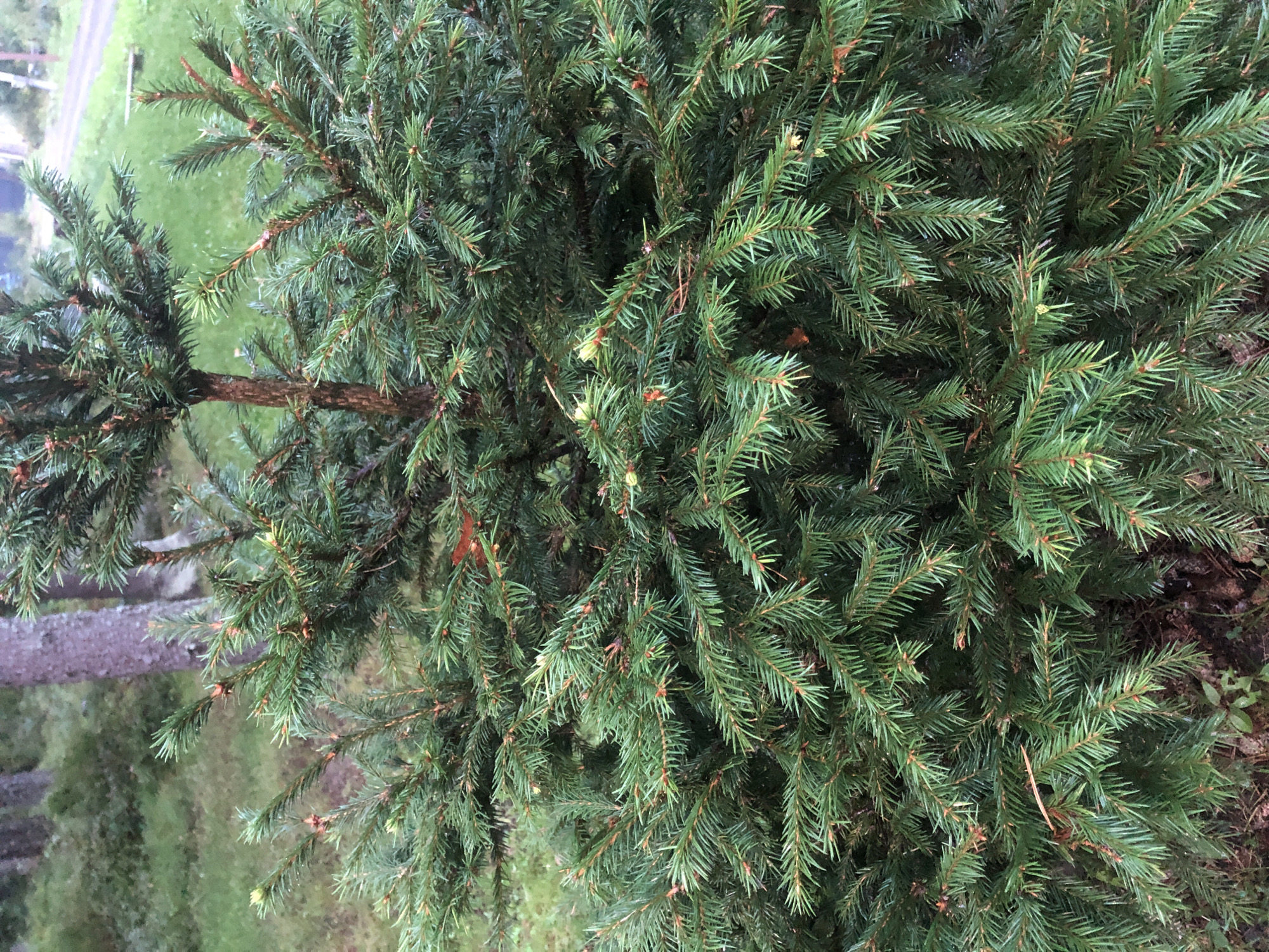 The image shows a close-up of a dense evergreen tree, likely a spruce or fir, with dark green needles and reddish-brown bark visible on some branches. The needles are sharp and pointed, and many have small, emerging buds or cones. The tree appears to be outdoors, with blurred greenery and tree trunks in the background, suggesting a wooded or park-like setting. The ground beneath the tree is covered with pine needles and some sparse vegetation. There is no indication of human presence or activity within the frame. The image does not provide any specific visual cues that would allow for identification of the city of Arfa, Russia, or any details pertaining to its location within that city.