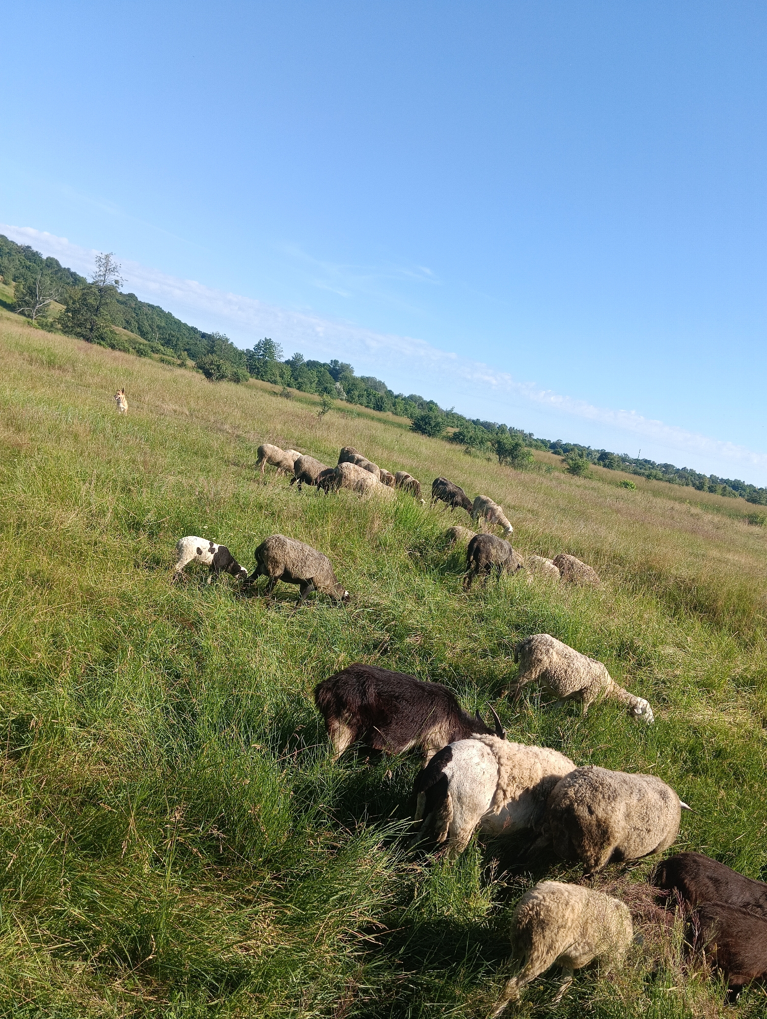 An eye-level, full shot captures a flock of sheep grazing on a grassy hillside under a clear blue sky. The hillside slopes upward to the left, covered in tall, green grass interspersed with patches of dried, golden grass. A line of trees and vegetation forms a darker green border along the top of the hill. In the mid-ground, several sheep, varying in color from white and light brown to dark brown and black, are scattered across the slope, with some bending down to graze and others standing. In the foreground, a cluster of sheep are more densely packed, with their backs and heads visible as they eat. A single, light-colored dog stands upright in the upper left portion of the frame, facing the sheep. The scene is bathed in natural daylight, creating distinct shadows on the grass.