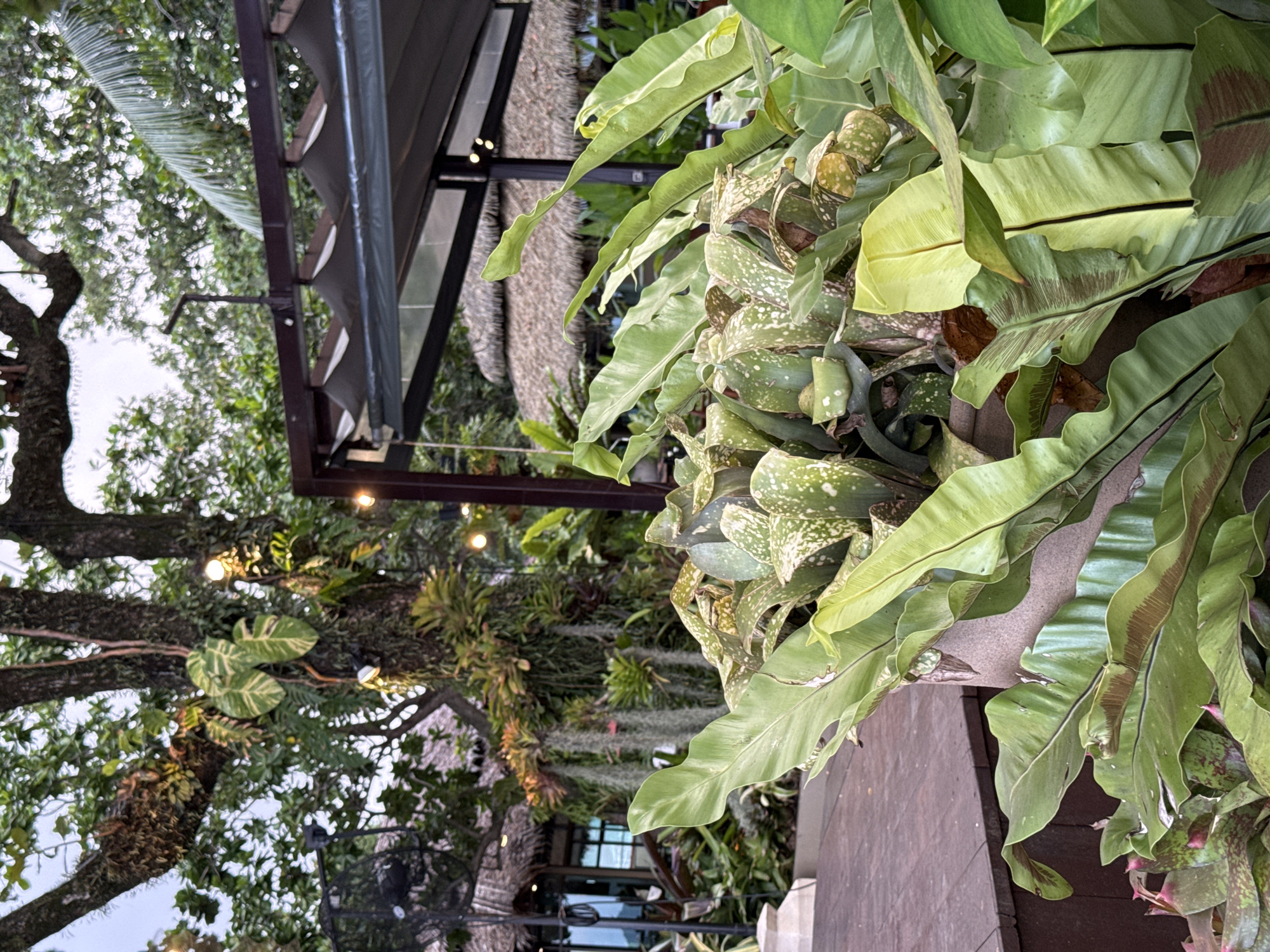 This is a medium-shot, eye-level, outdoor photograph taken in Chalong, Thailand. The foreground features a large potted plant with broad, glossy green leaves, some of which exhibit brown and white speckling. Behind the plant, a wooden deck is visible to the left. In the midground, a large tree trunk is covered in moss and various epiphytic plants, including bromeliads and what appear to be air plants. String lights are visible on the tree. Further in the background, several thatched-roof structures, possibly restaurants or resorts, are partially obscured by dense foliage and a dark awning. The overall atmosphere suggests a tropical, lush setting, likely a restaurant or garden area. There are no people or animals present in the frame.