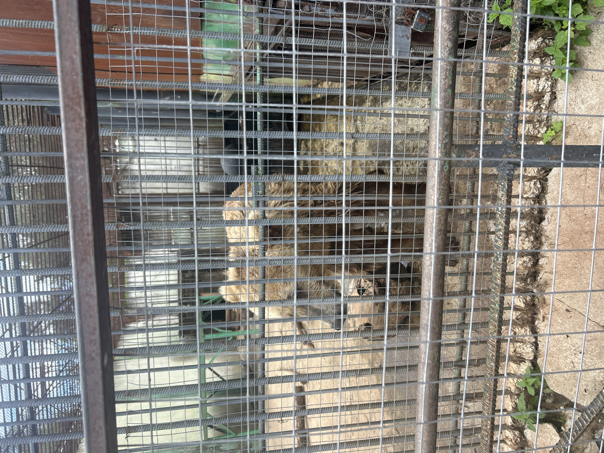 A brown bear is visible inside a metal cage in the Bolsherechye Zoo in Bolsherechye, Russia. The bear is facing to the left, with its head down. The cage is made of metal bars and mesh, and the ground inside the cage is dirt and rocks. There are some logs and branches on the ground. In the background, there are some green structures and wooden panels. The sky is visible through the top of the cage, and it appears to be overcast.