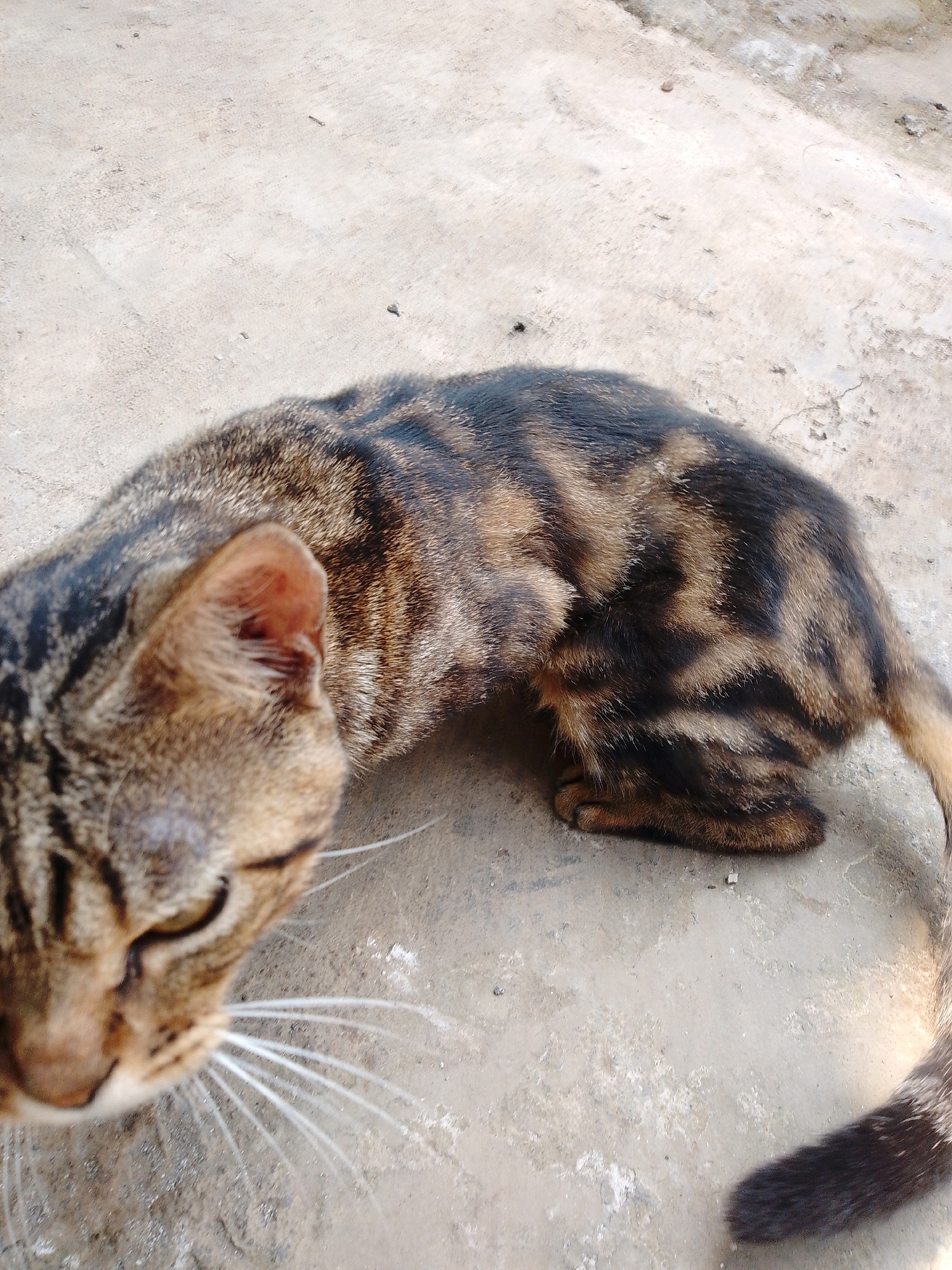 A brown and black tabby cat is lying on a concrete surface in Cikal, Indonesia. The cat is partially obscured by the edge of the frame, with its head in the foreground and its body extending into the background. The concrete surface is rough and uneven, with some scattered debris. The cat's fur is a mix of brown, black, and gold stripes. Its eyes are closed, and its mouth is slightly open. The cat's tail is curled around its body. The scene appears to be outdoors, possibly in a backyard or alleyway.