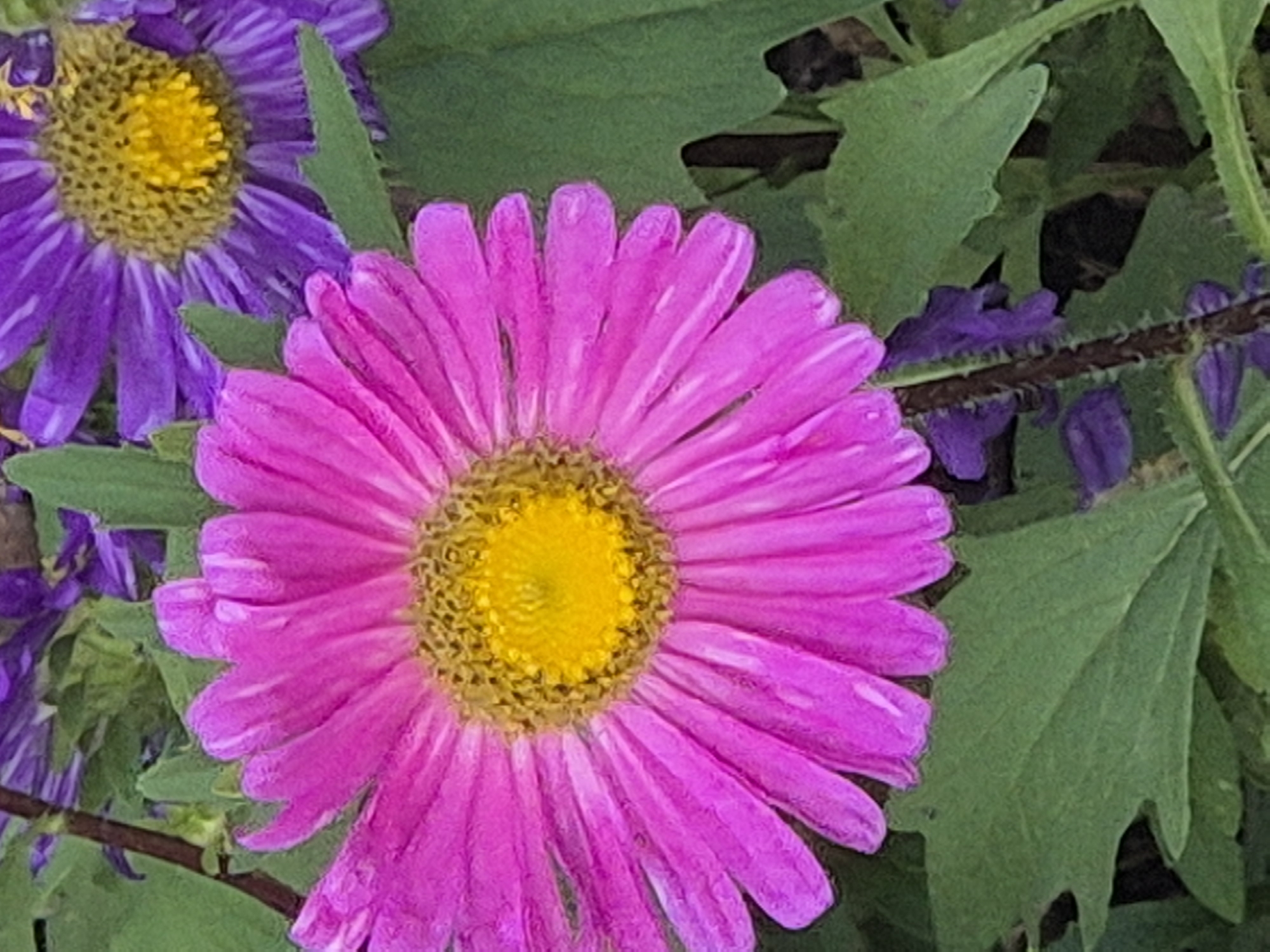 The image displays a close-up view of two aster flowers, one a vibrant pink and the other a rich purple, with their yellow centers prominently featured. The pink aster is in the foreground and takes up a significant portion of the frame, showcasing its delicate, elongated petals. The purple aster is positioned behind and to the right of the pink one, with some of its petals and yellow center visible. Lush green leaves surround the flowers, some of them appearing slightly out of focus, suggesting a garden setting. The lighting is soft, highlighting the textures and colors of the blooms. There is no indication of the city of Kokshetau, Kazakhstan, or any human presence in the image.