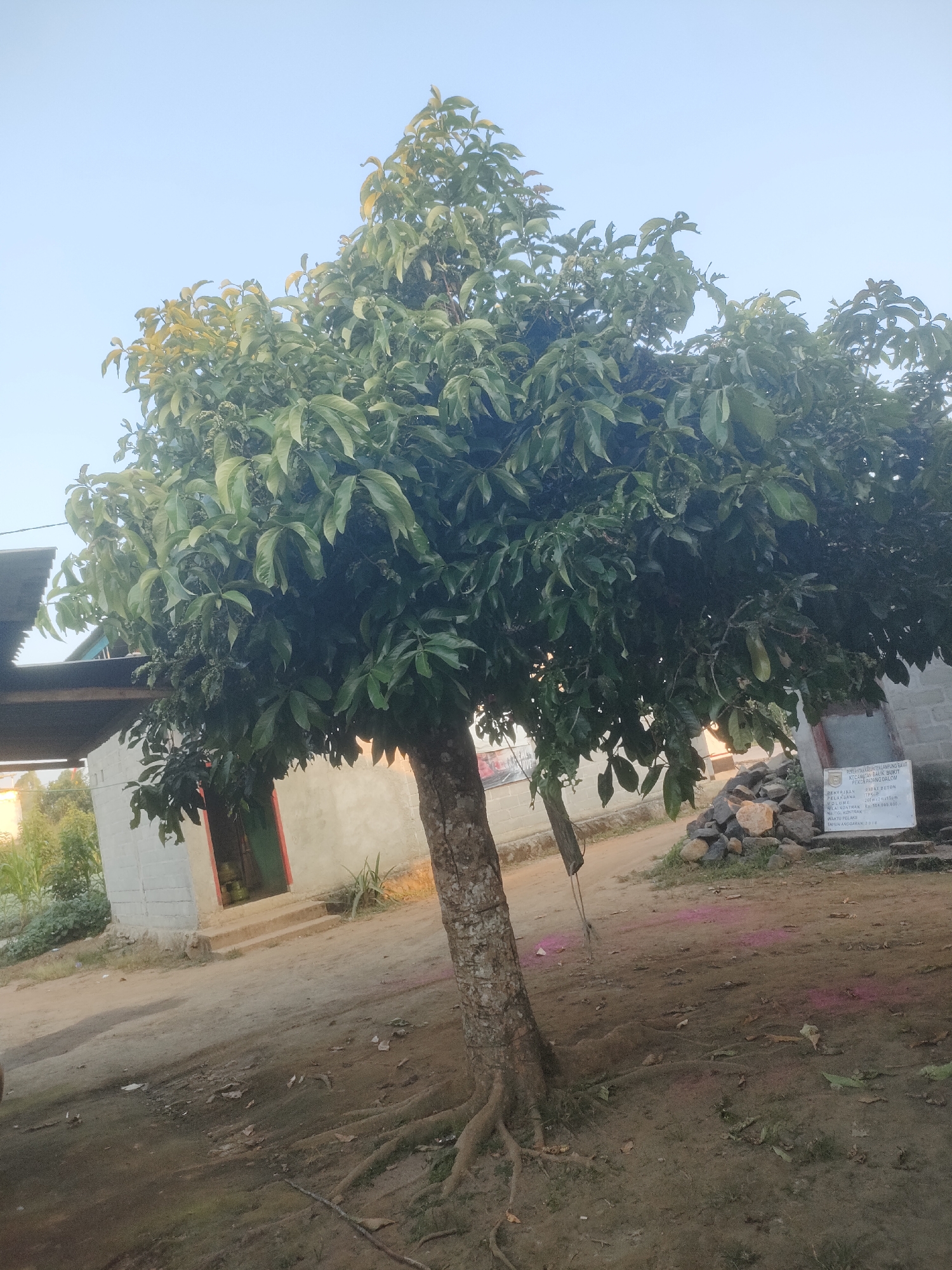 A medium shot captures a tree with a thick, gnarled trunk and exposed roots in the foreground, set against a backdrop of a dirt path, a simple building, and a clear sky. The tree's dense foliage, characterized by large, dark green leaves, dominates the upper portion of the frame. To the left of the tree, the corner of a structure with a corrugated metal roof is visible, bordering a whitewashed building with a red-trimmed doorway.
In the mid-ground, the whitewashed building appears to be a simple dwelling or small shop, with a set of concrete steps leading to the entrance. A pile of rocks and a white sign with Indonesian text are situated to the right of the building. The sign displays writing that indicates it is from the "Pemerintah Kabupaten Lampung Utara" (Lampung Utara Regency Government), and mentions details related to "Proyek Pembangunan" (Development Project), with a budget of "Rp. 504.999.000,-" and a "Tahun Anggaran" (Budget Year) of "2018". A few pink powder-like spills are visible on the dusty ground in front of the tree and extending towards the building.
The environment suggests a rural or semi-rural setting in Padang Dalom, Indonesia, indicated by the unpaved ground, the simple construction of the buildings, and the presence of agricultural elements like corn stalks in the distance. The lighting indicates it is daytime, likely late afternoon, given the warm hues and the angle of the sun casting subtle shadows. No people are present in the scene. The overall impression is one of a quiet, everyday scene in a local Indonesian community.