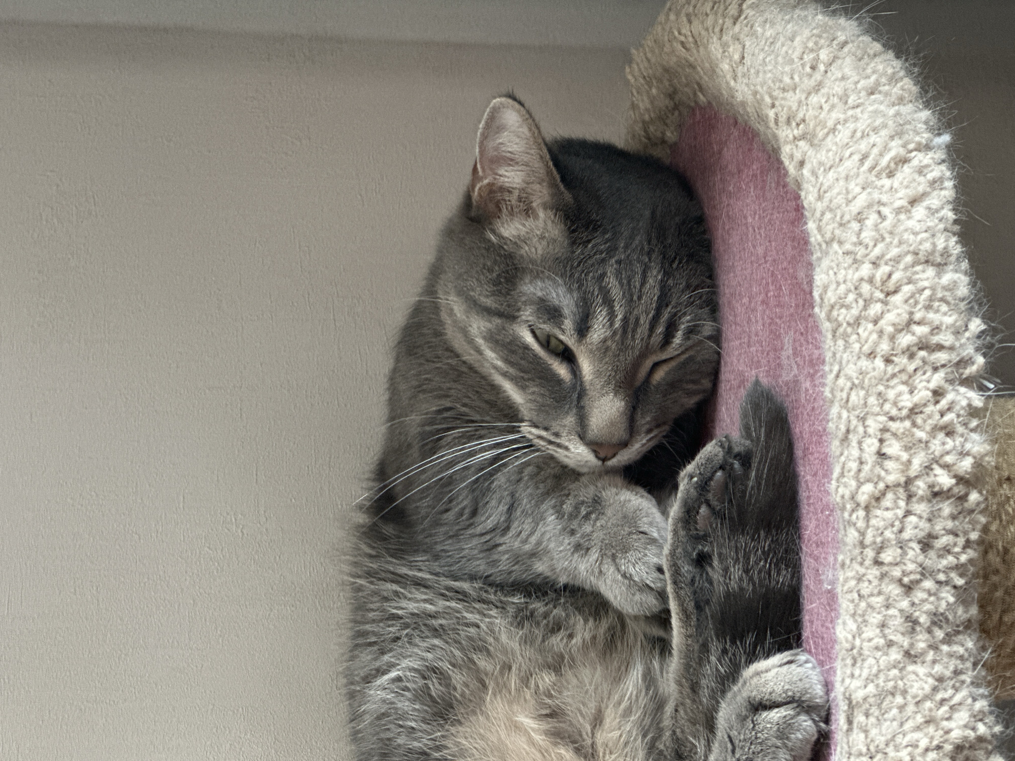 A gray tabby cat is sleeping in a cat tree. The cat is curled up with its paws crossed over its chest. The cat tree is covered in beige faux fur with a pink inner lining. The background is a light gray wall. The location of the city of Krasnoyarsk, Russia is not determinable from the image.
